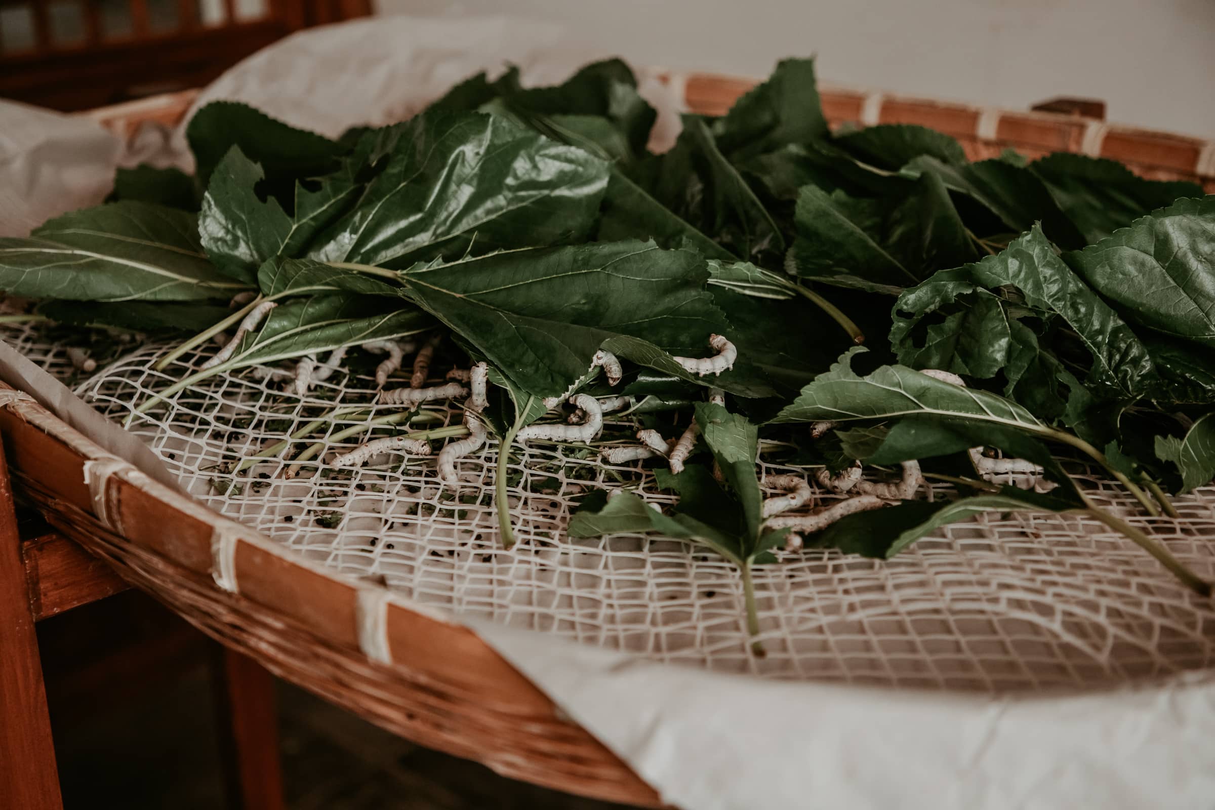 Suzhou Sehenswürdigkeiten Seidenfabrik Seidenraupen auf Blättern