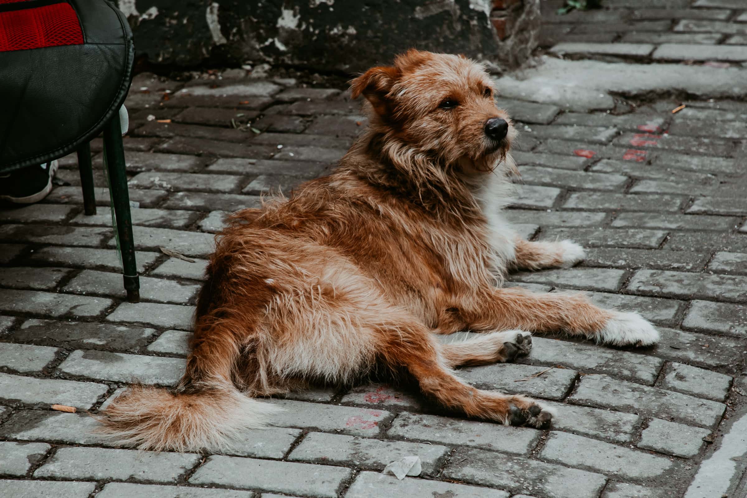 Hund in der Shantang Street Suzhou