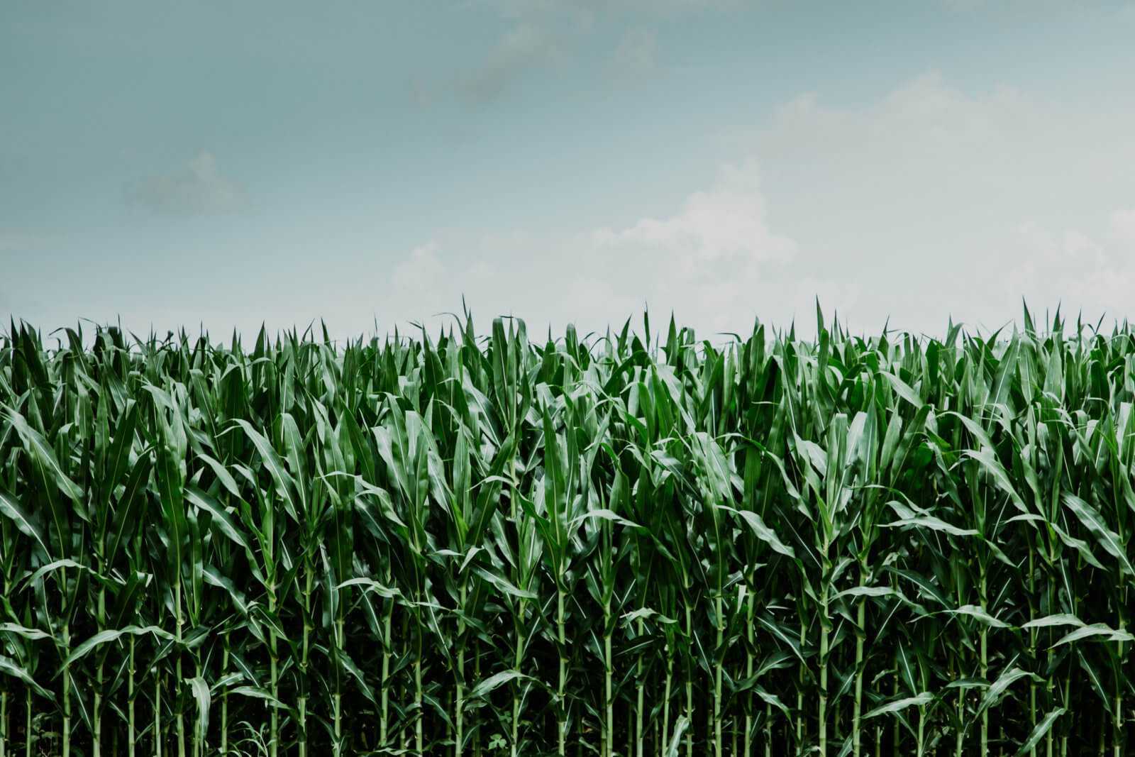 maisfeld in illinois