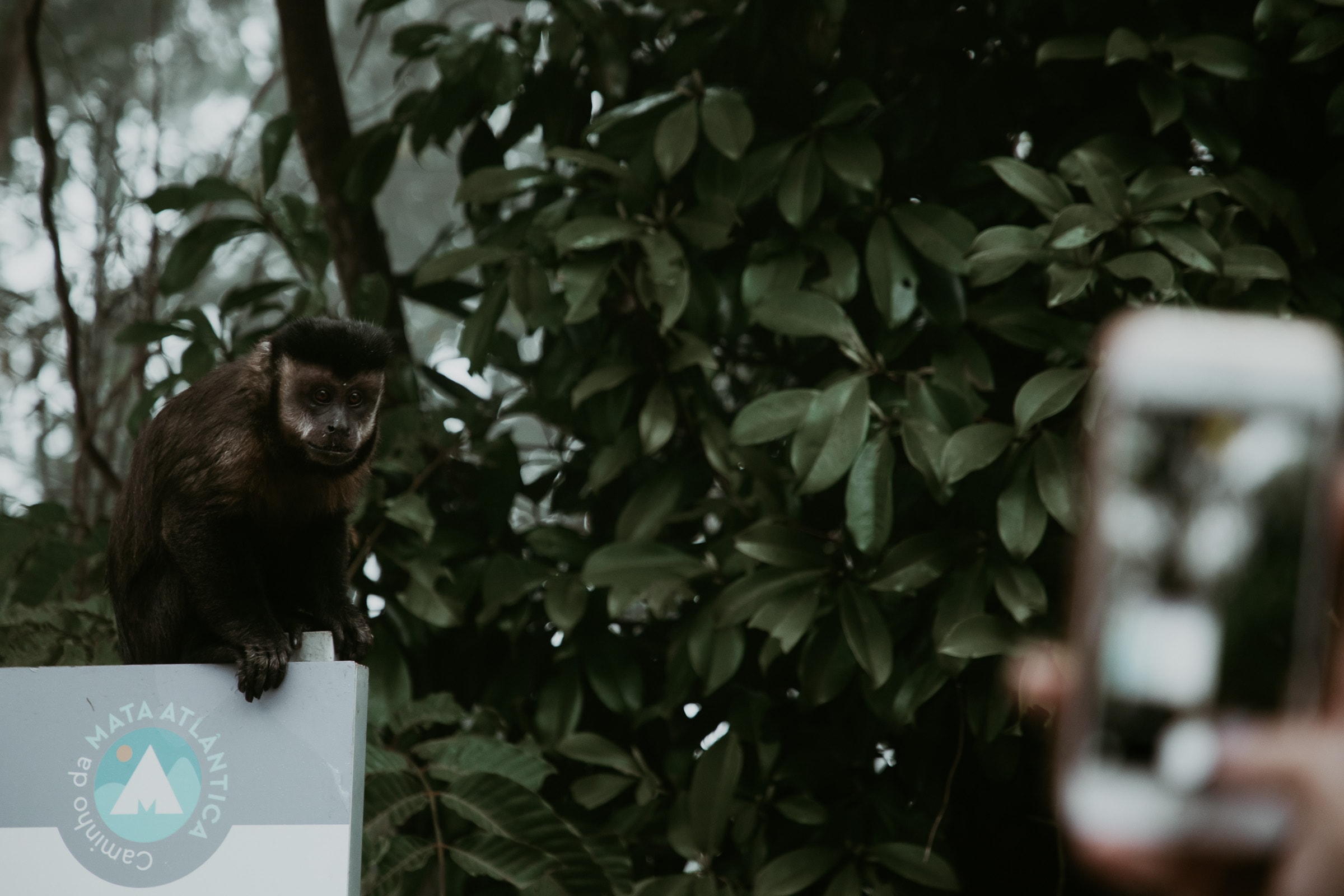 Rio de Janeiro Sehenswürdigkeiten Tijuca Nationalpark Affe