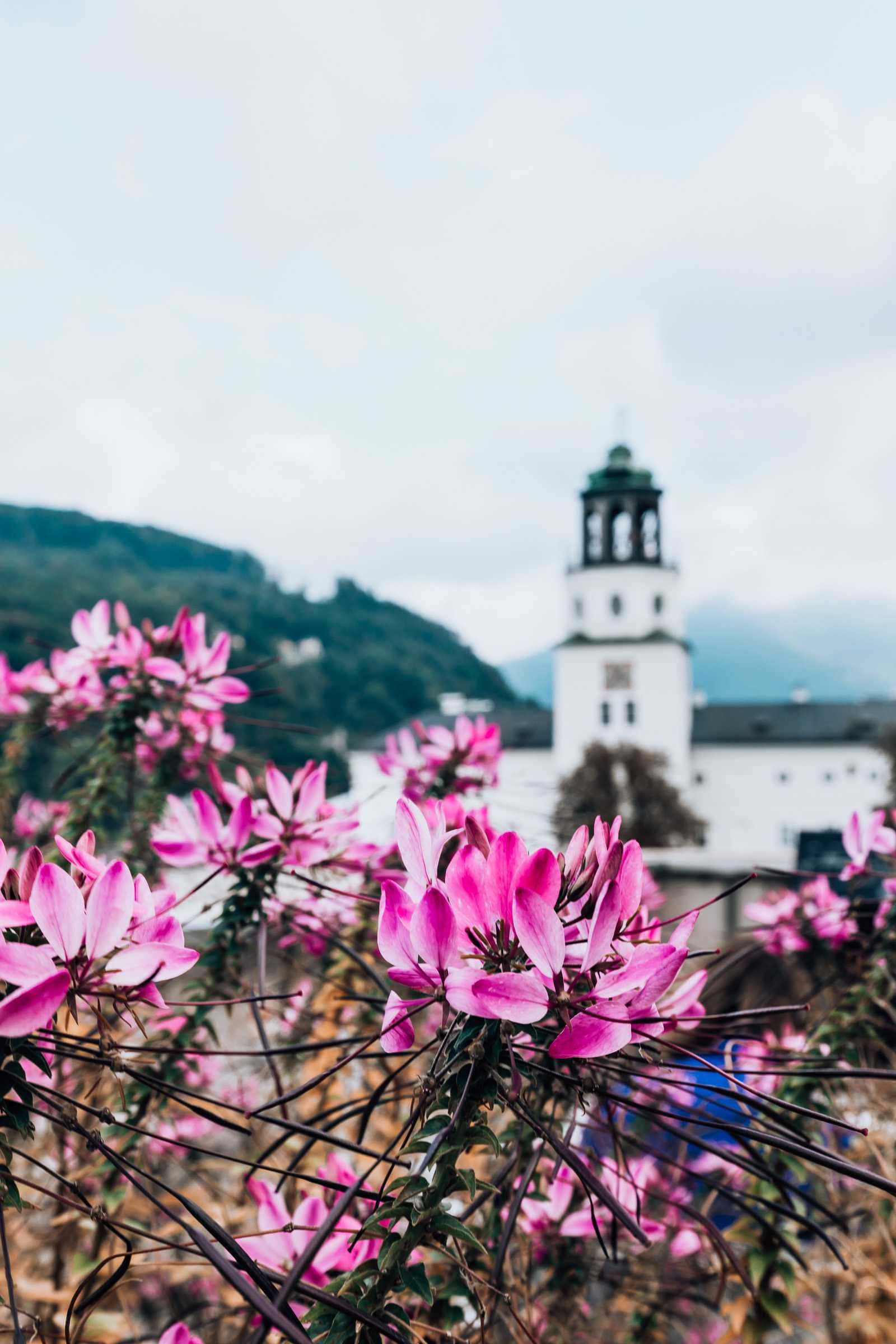 Salzburg Museum mit Blumen im Vordergrund