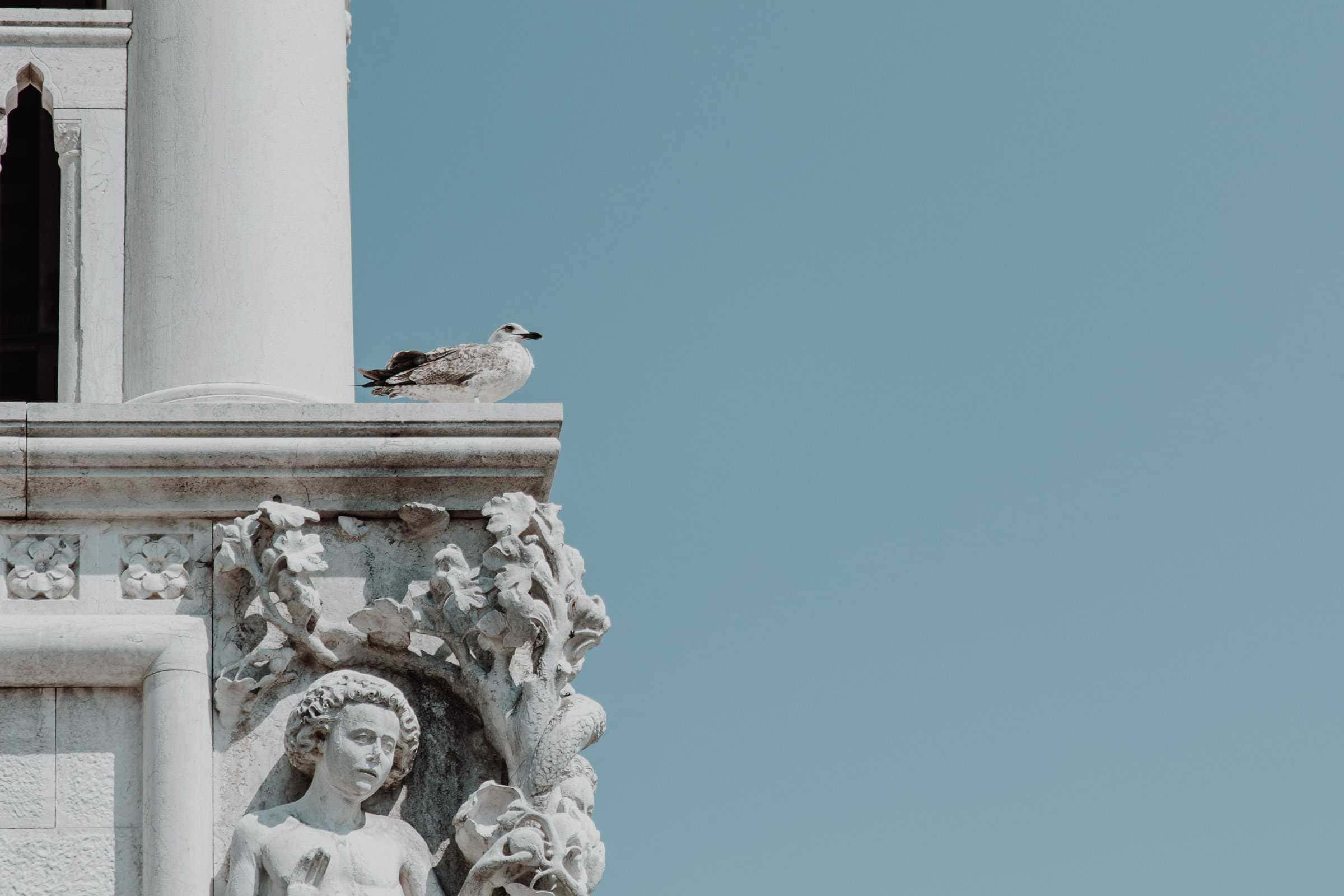 Möwe Ecke Dogenpalast