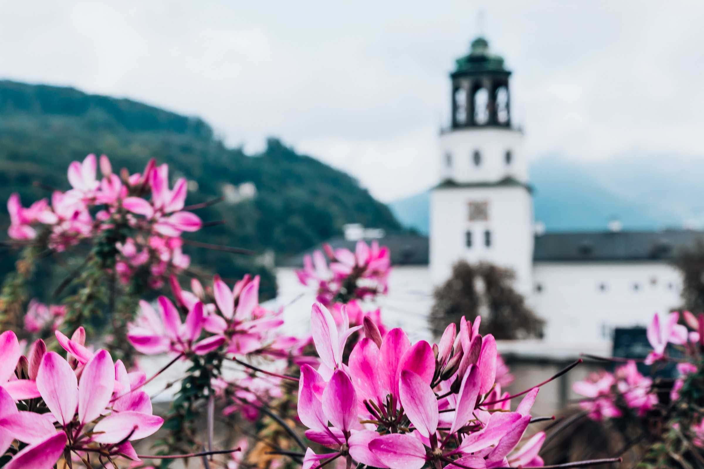 Blick auf das Salzburg Museum mit pinkfarbenen Blumen im Vordergrund