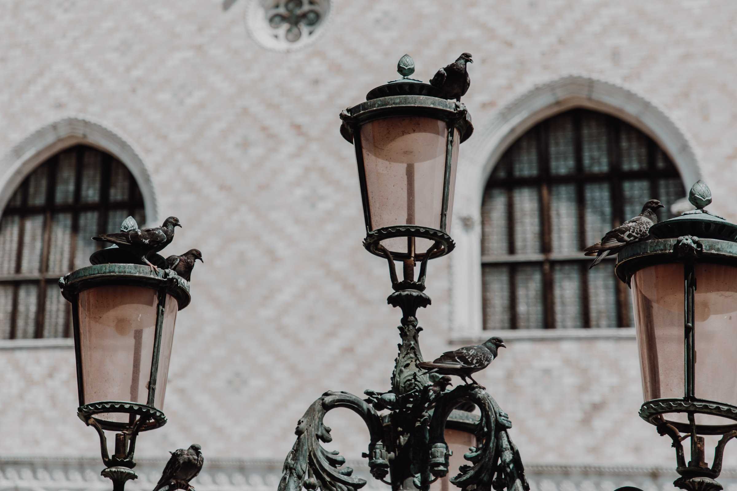 Tauben Laternen Dogenpalast