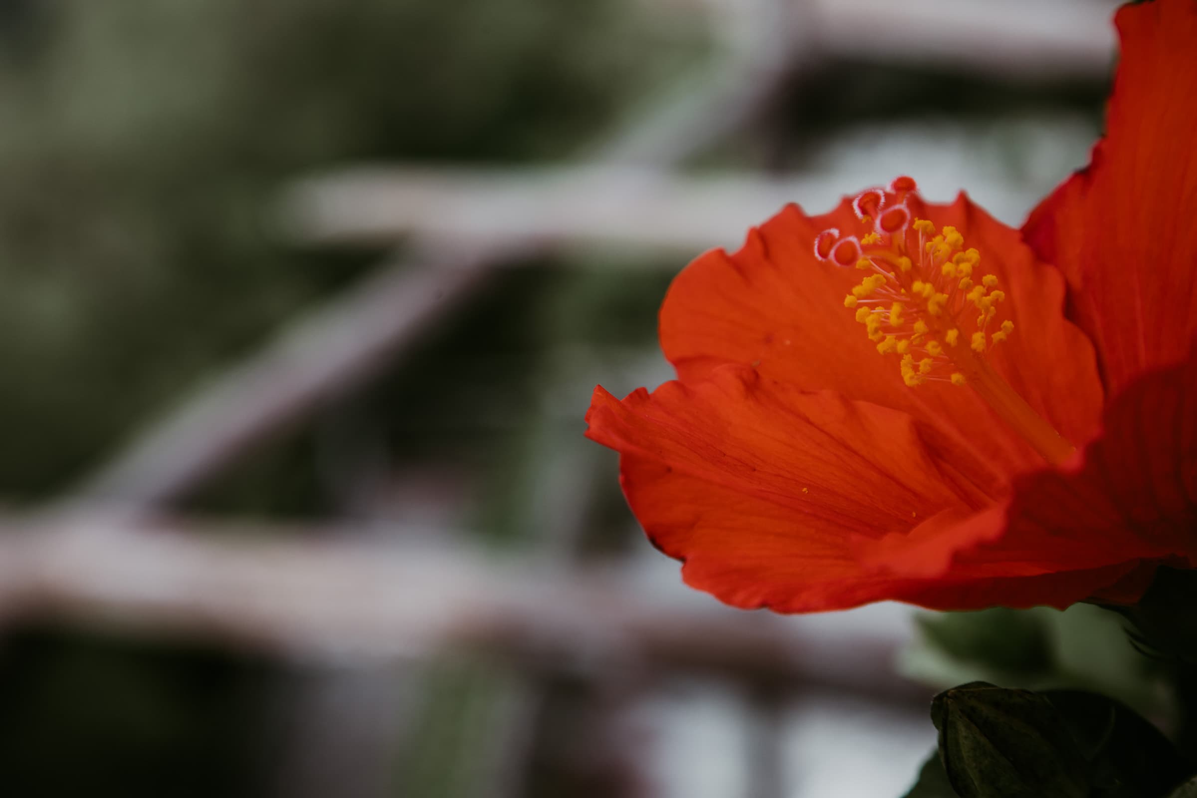 Monte Solaro Capri Blüte