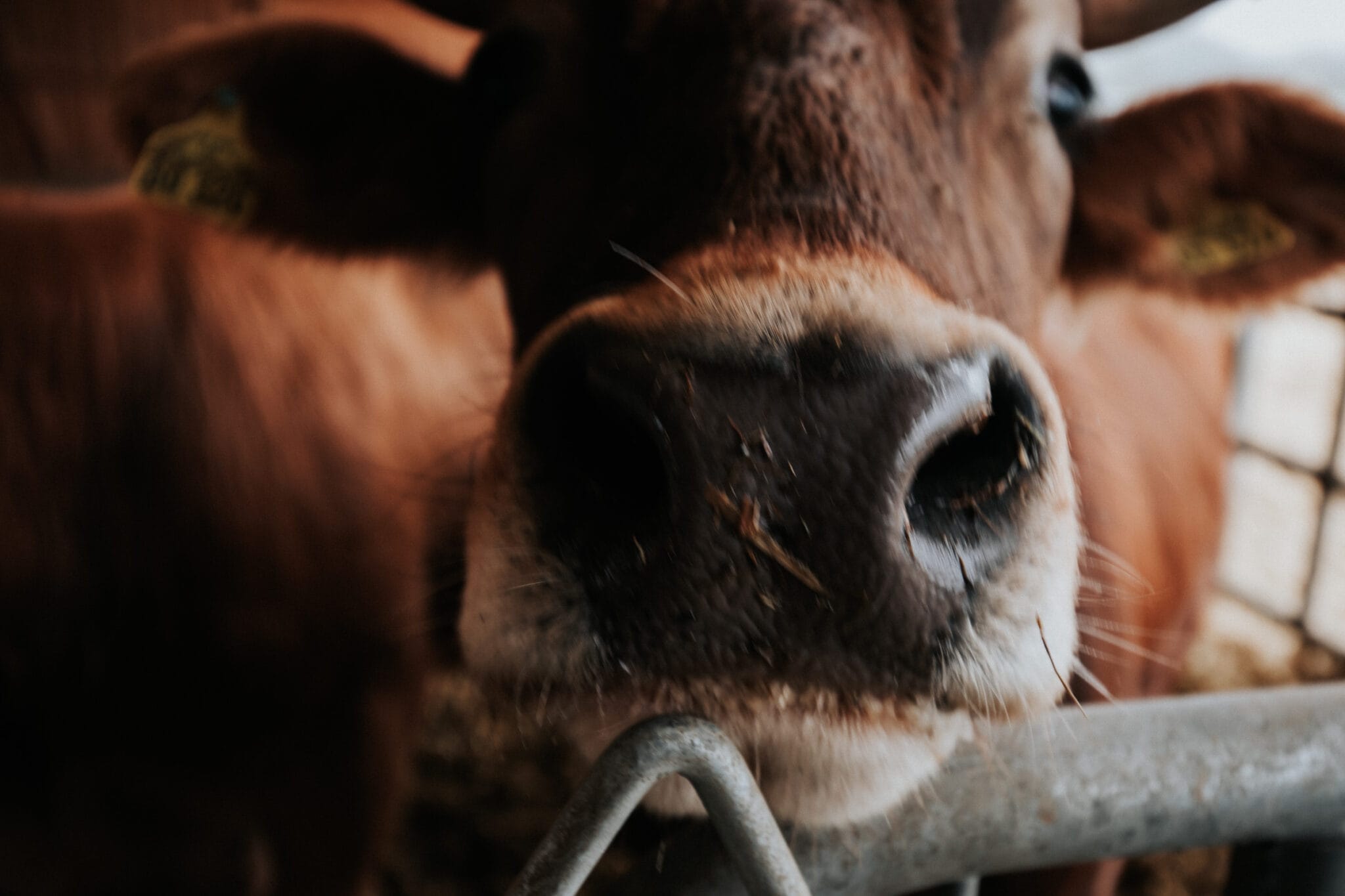 Landluft Leberfing Bio Bauernhof Rinder