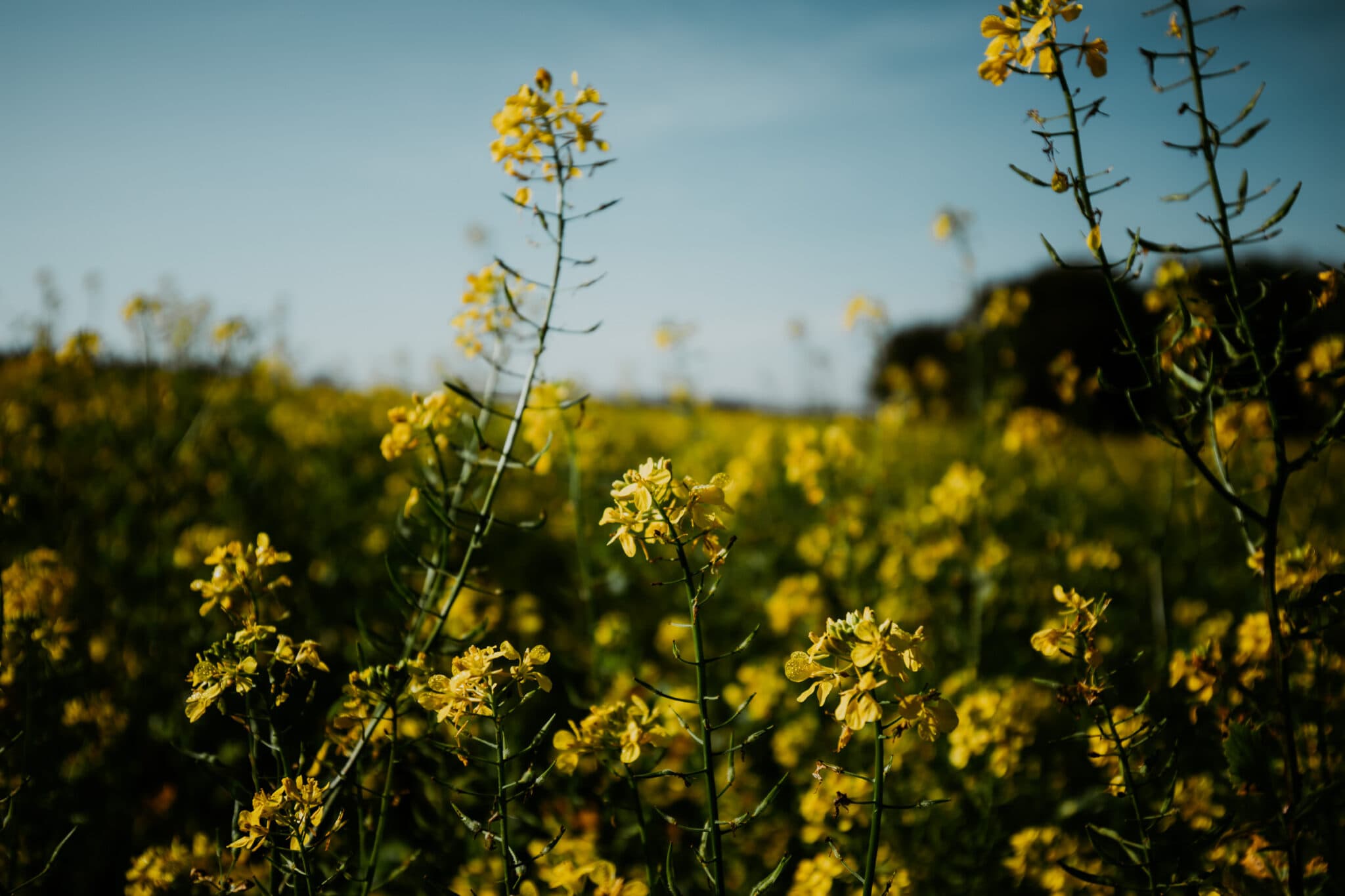 Wiese in Bayern Wellness Wochenende Land