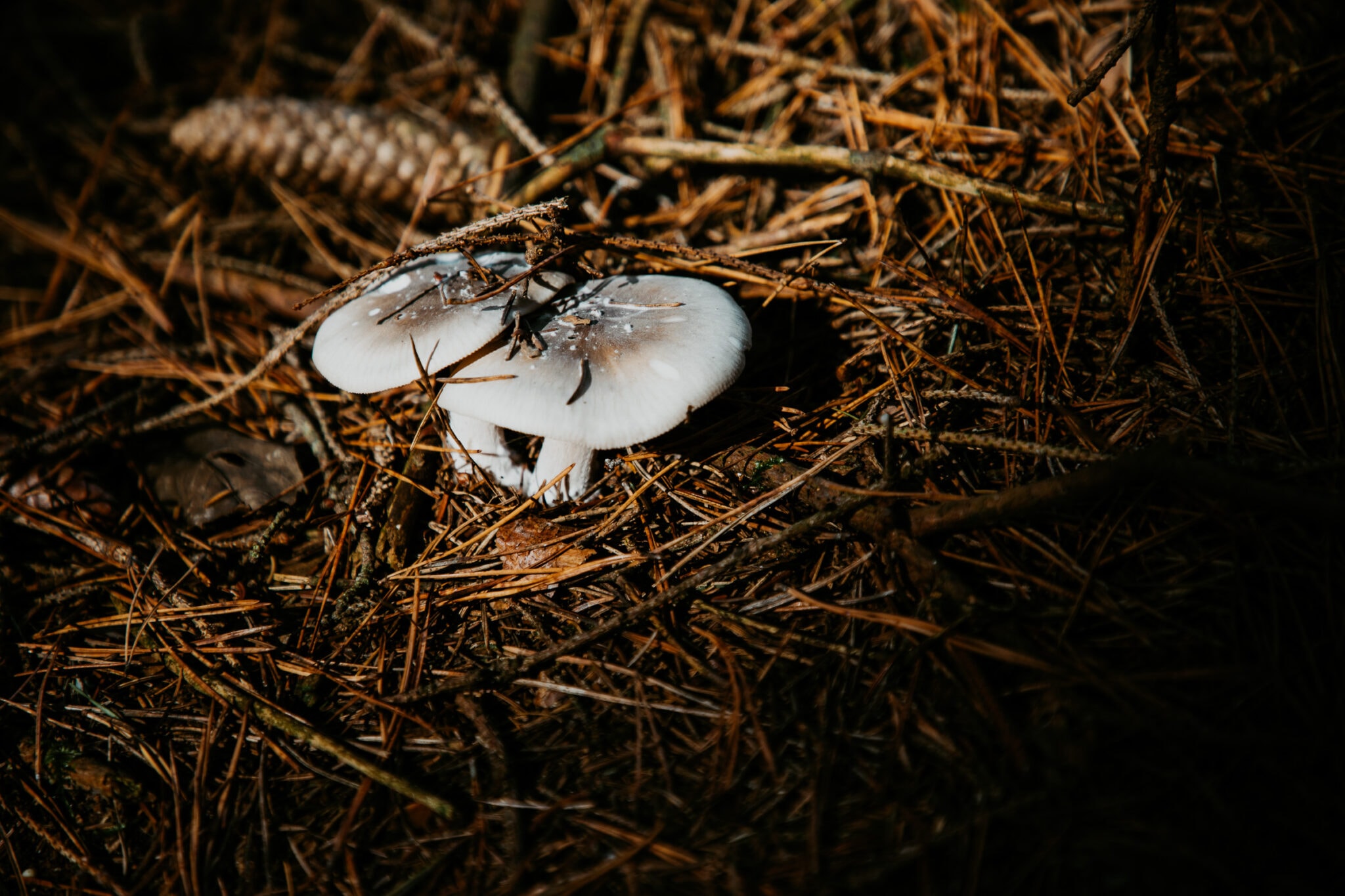 Pilze im Wald Mariakirchen