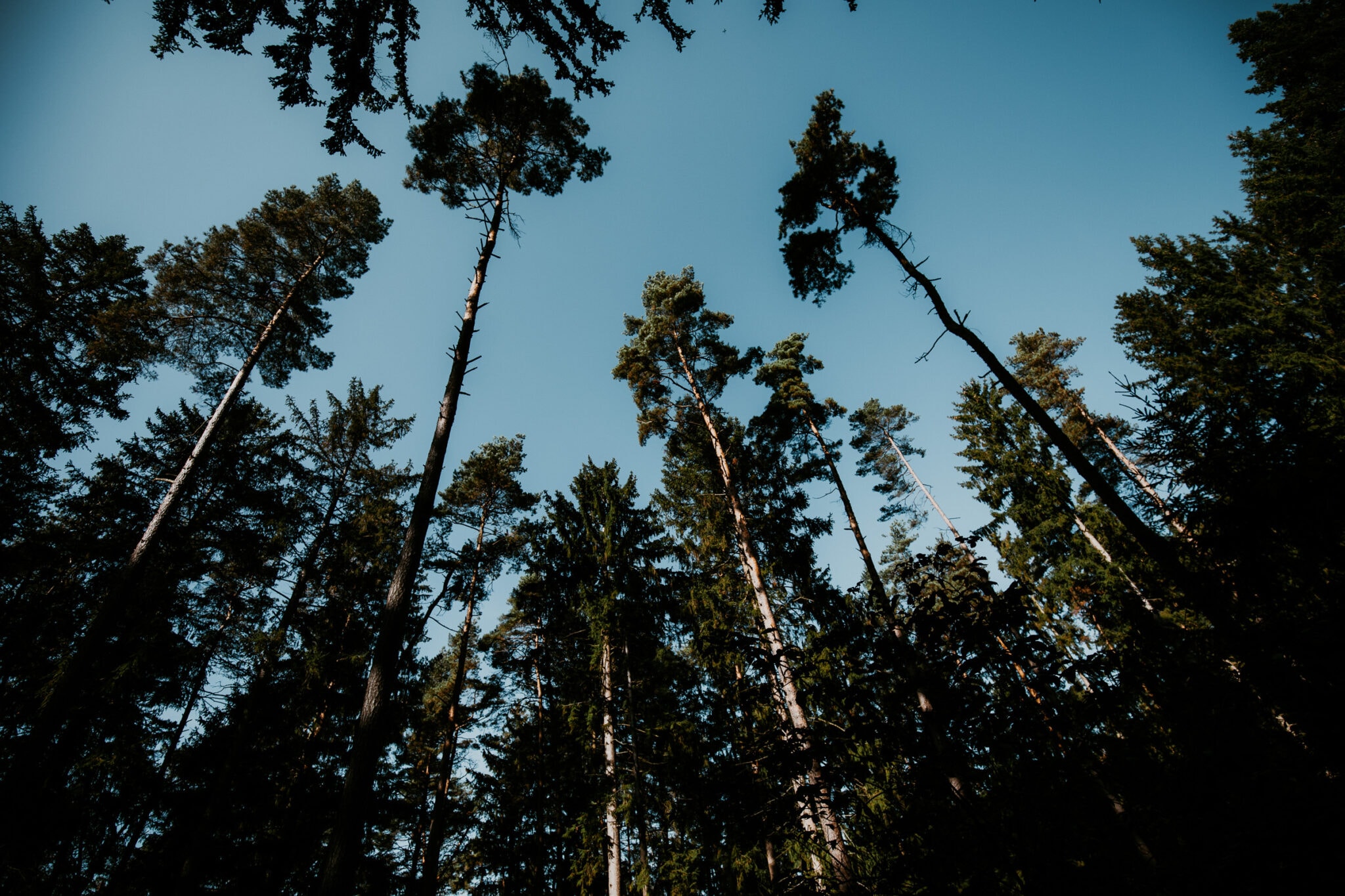 Nadelbäume Wellness Waldbaden Bayern
