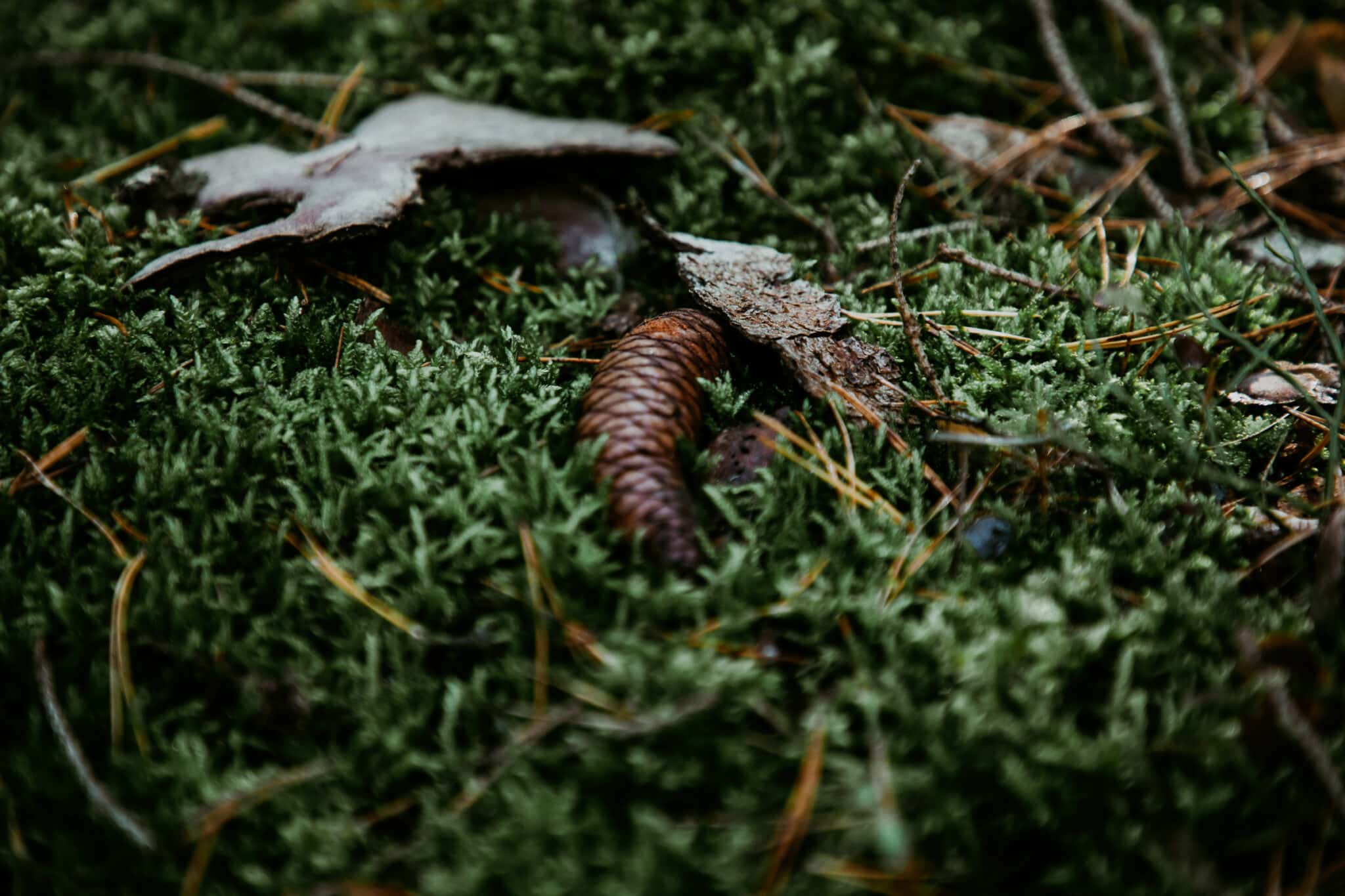 Waldbaden in Bayern Wellness Wochenende