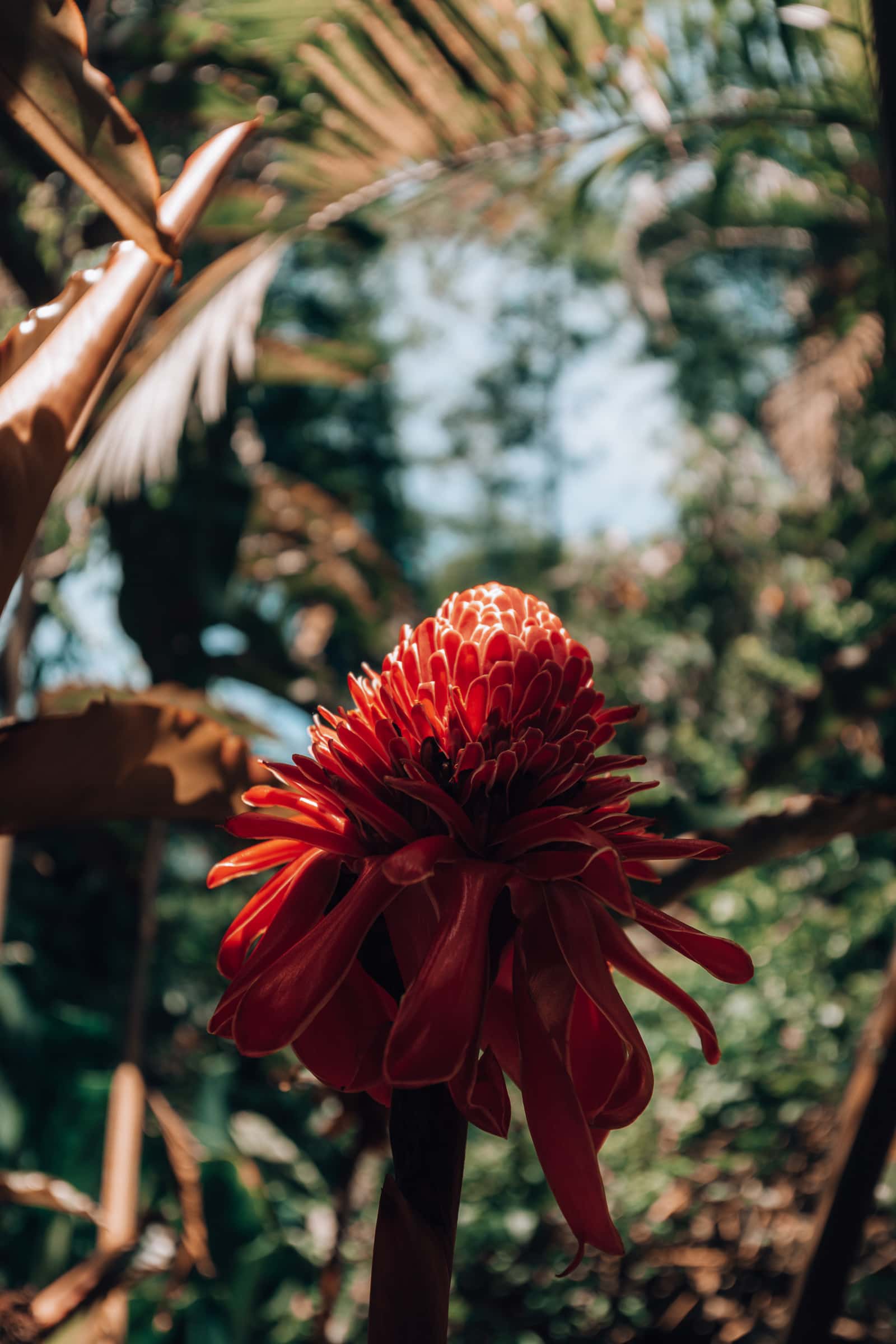Exotische rote Blüte