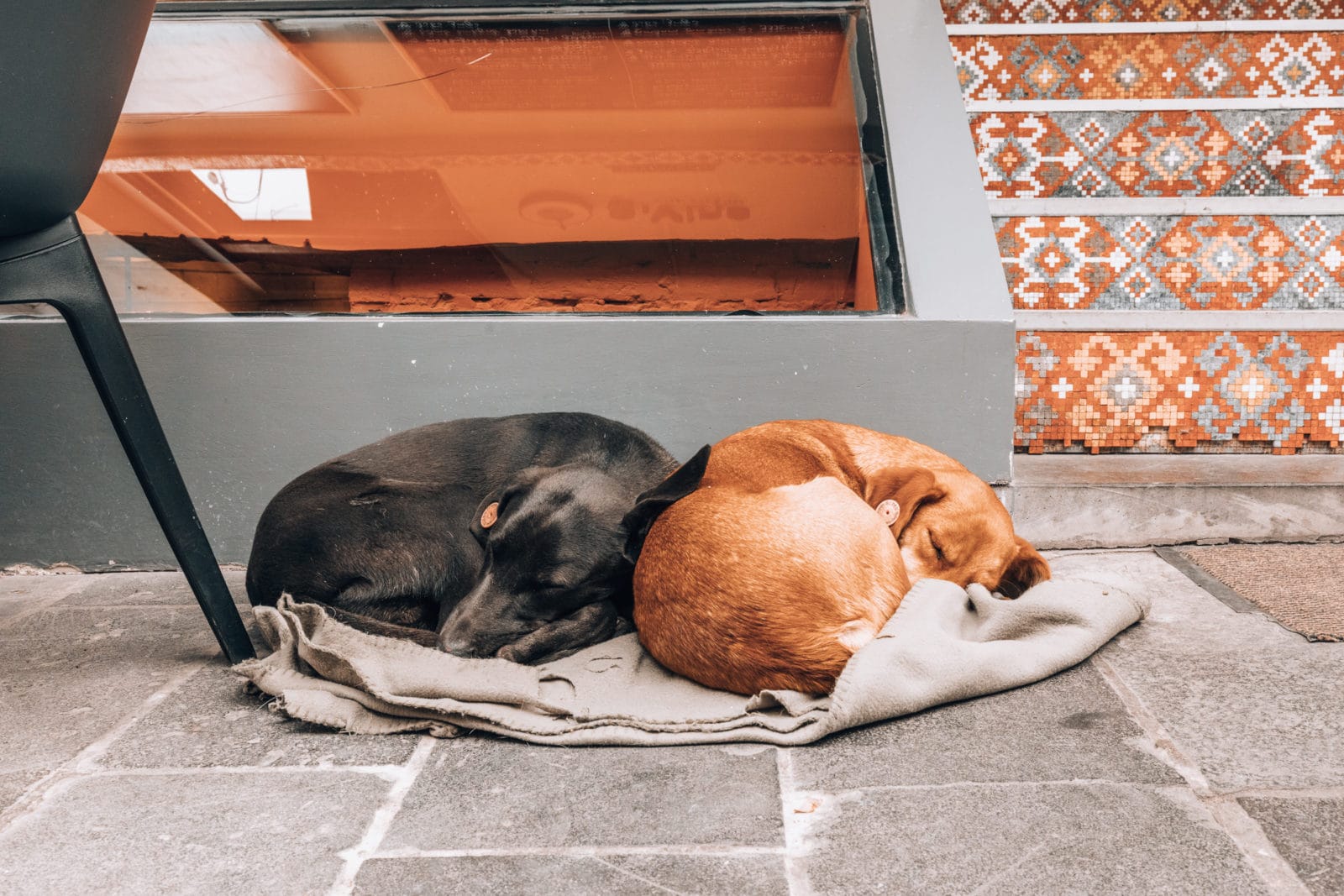Straßenhunde in Tbilisi Georgien