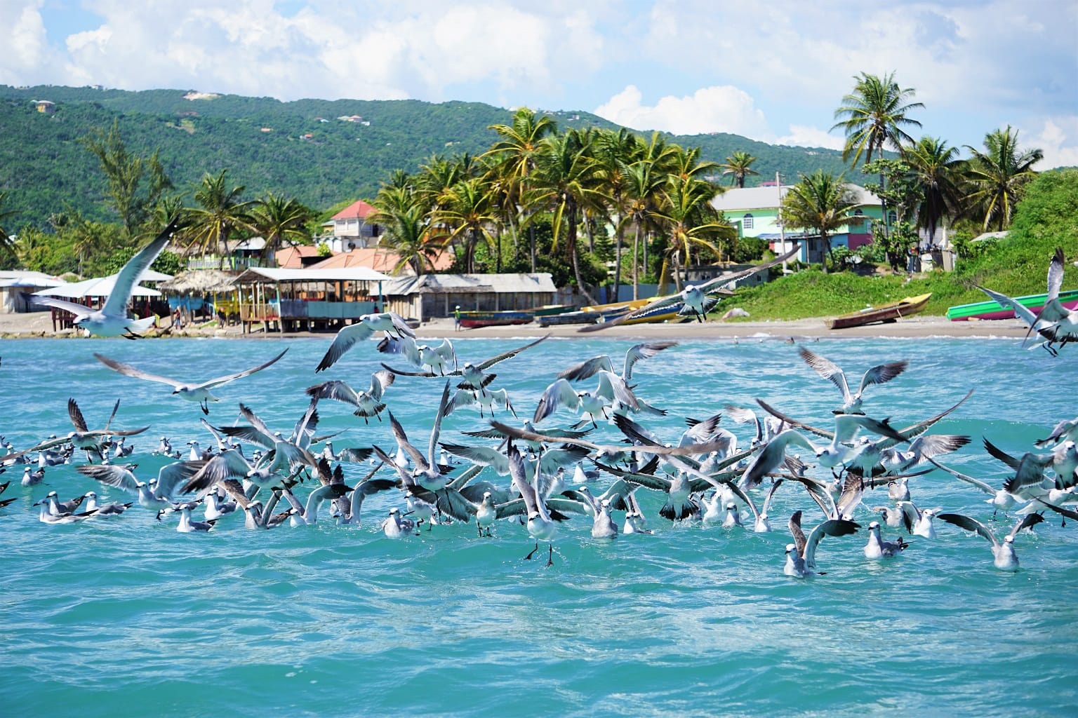 Jamaika Sehenswürdigkeiten Alligator Pond