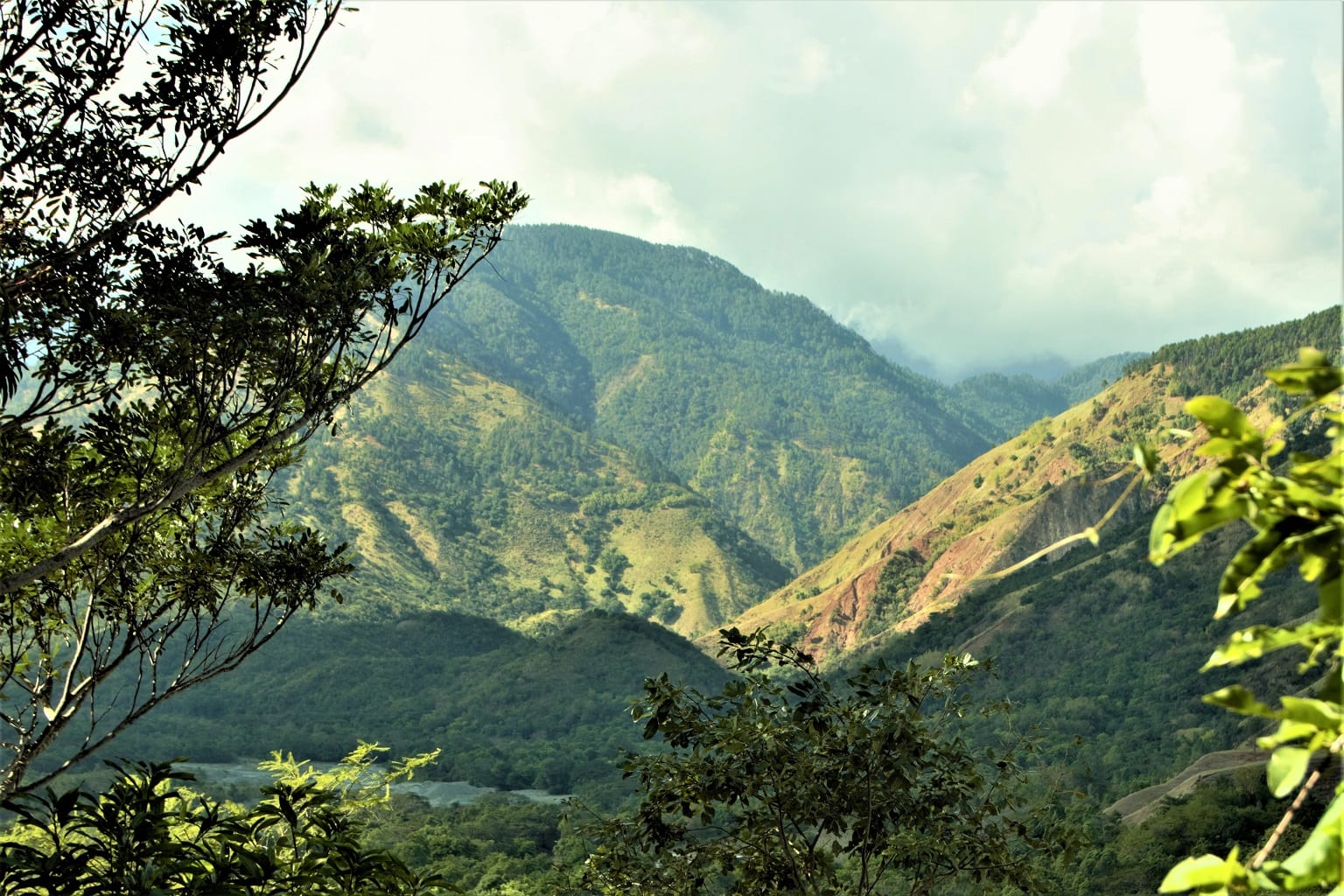 Jamaika Blue Mountains Kaffee