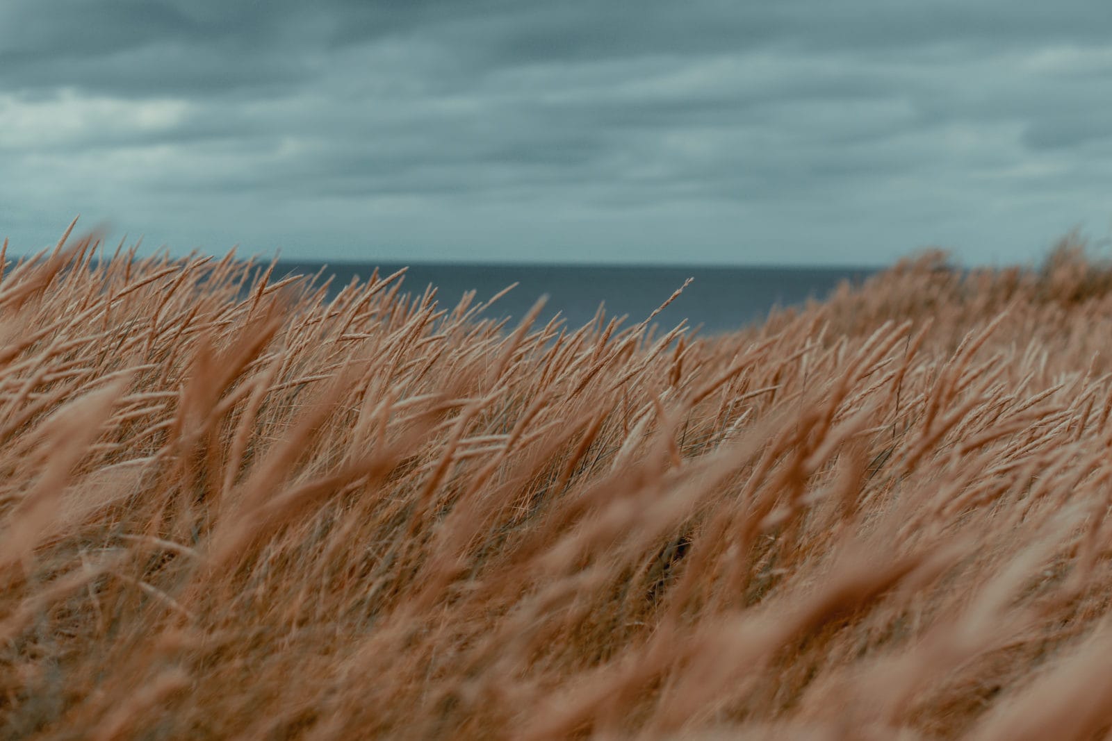 Gras in den Dünen auf Sylt im Klappholtal
