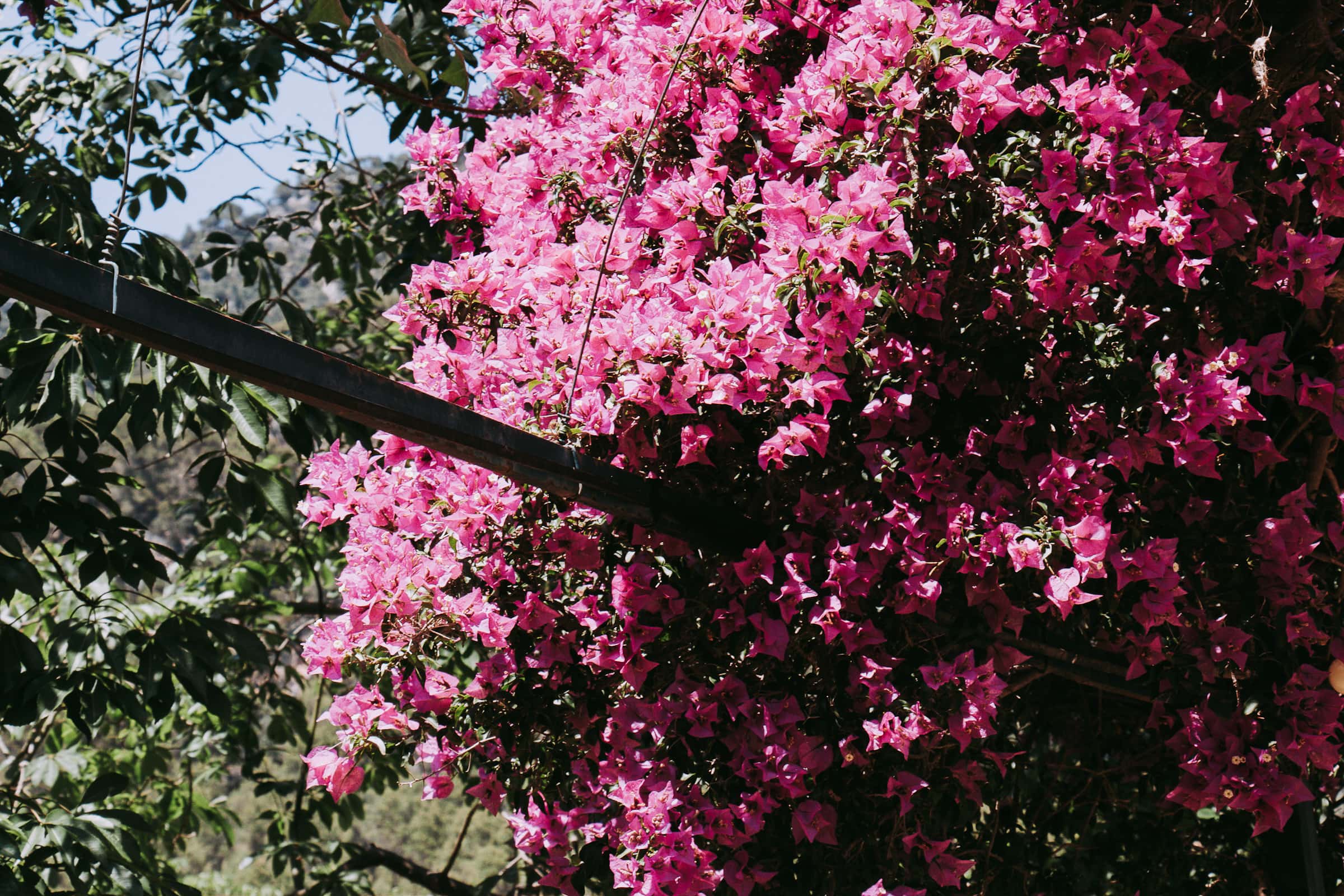 Botanischer Garten Jardines de Alfabia Mallorca