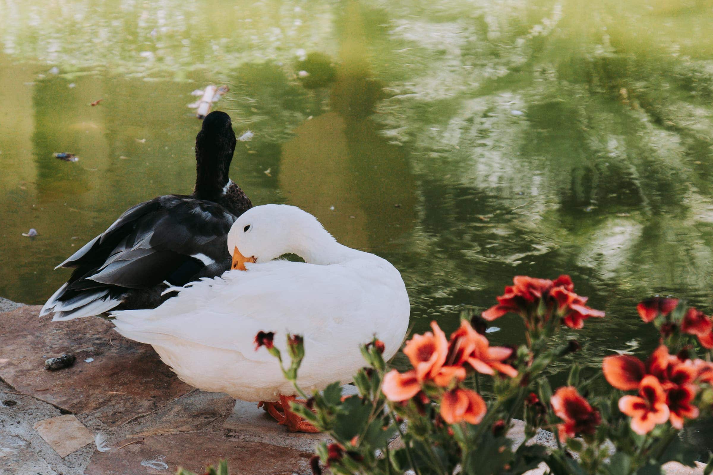 Zwei Enten am Teich in Jardines de Alfabia Mallorca