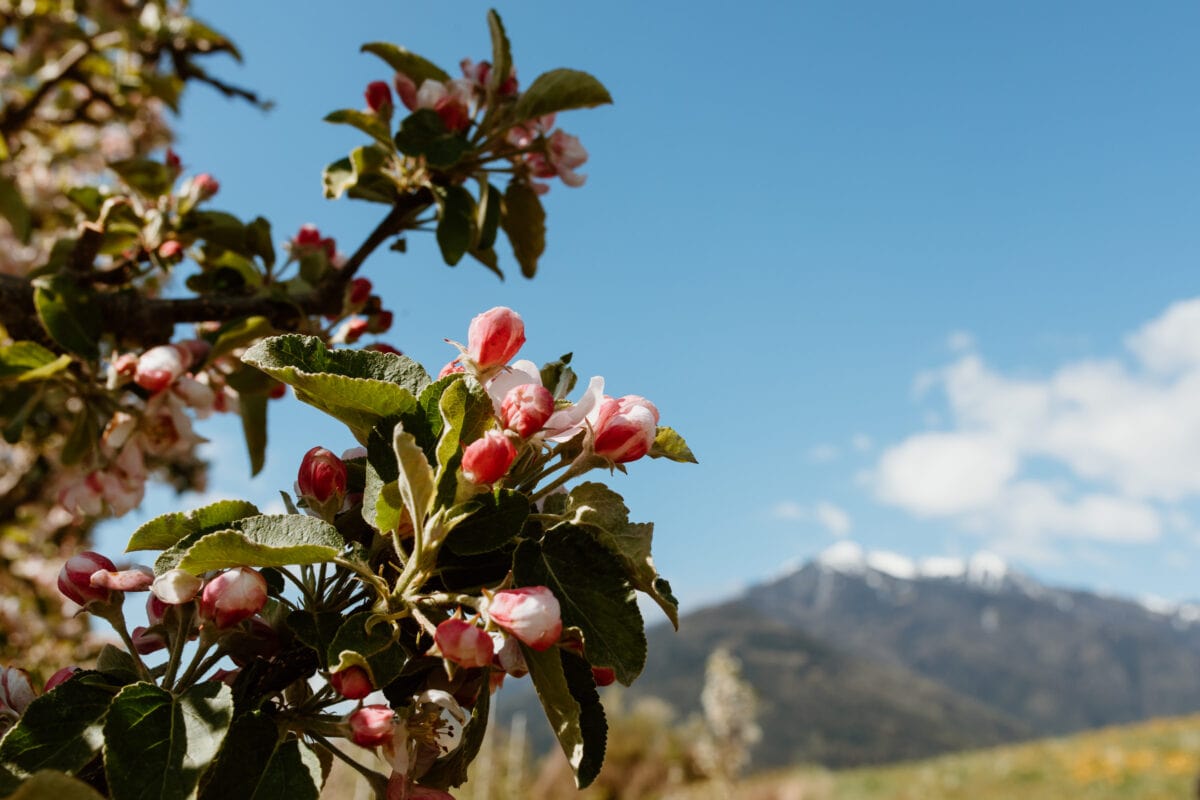 Apfelblüte im Eisacktal in Südtirol
