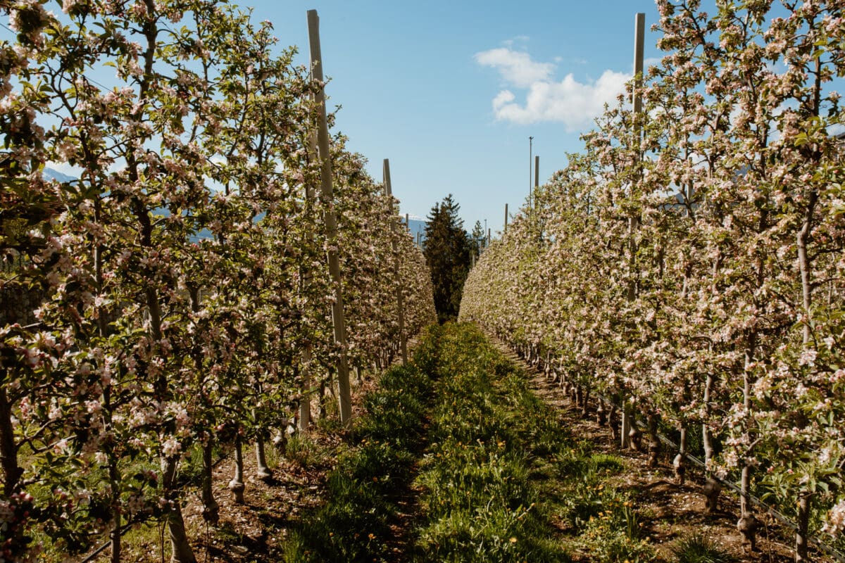 Apfelblüte in Südtirol