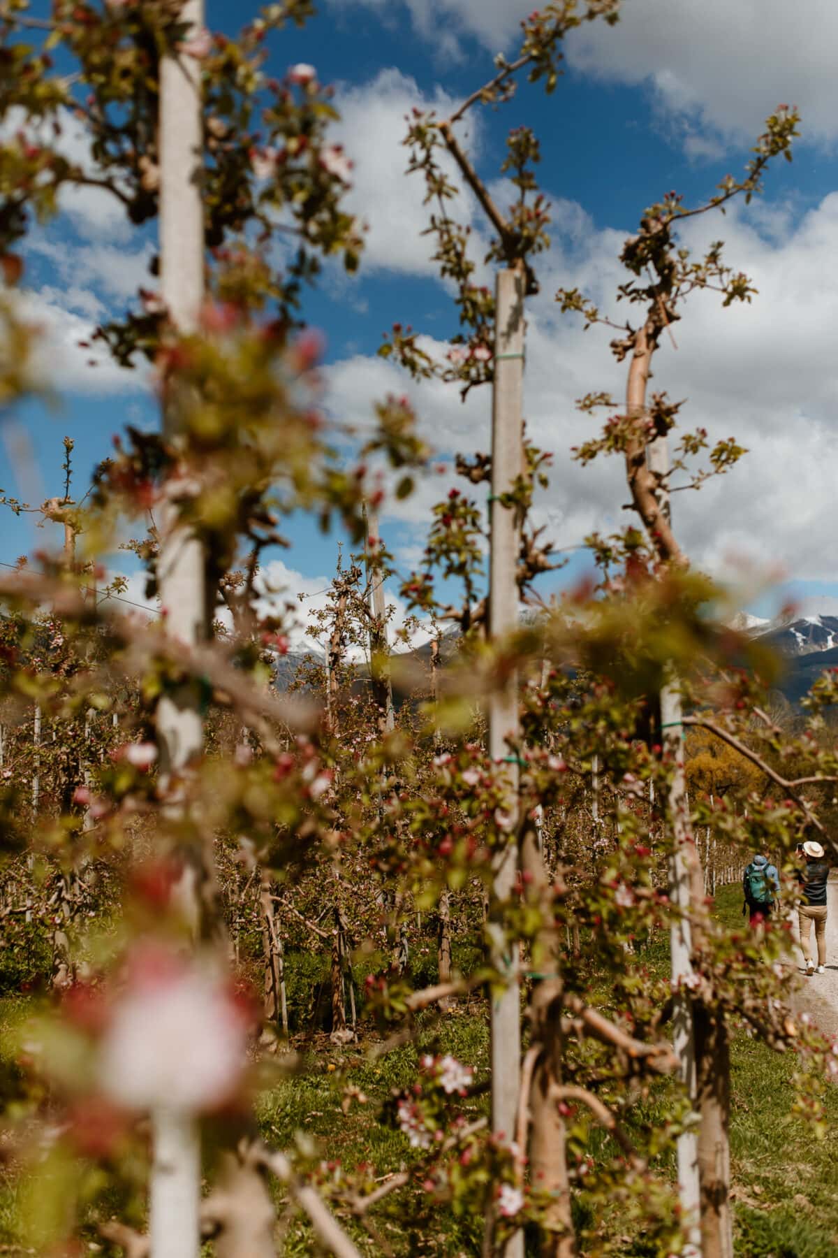 Apfelplantagen während der Apfelblüte in Natz-Schabs in Südtirol