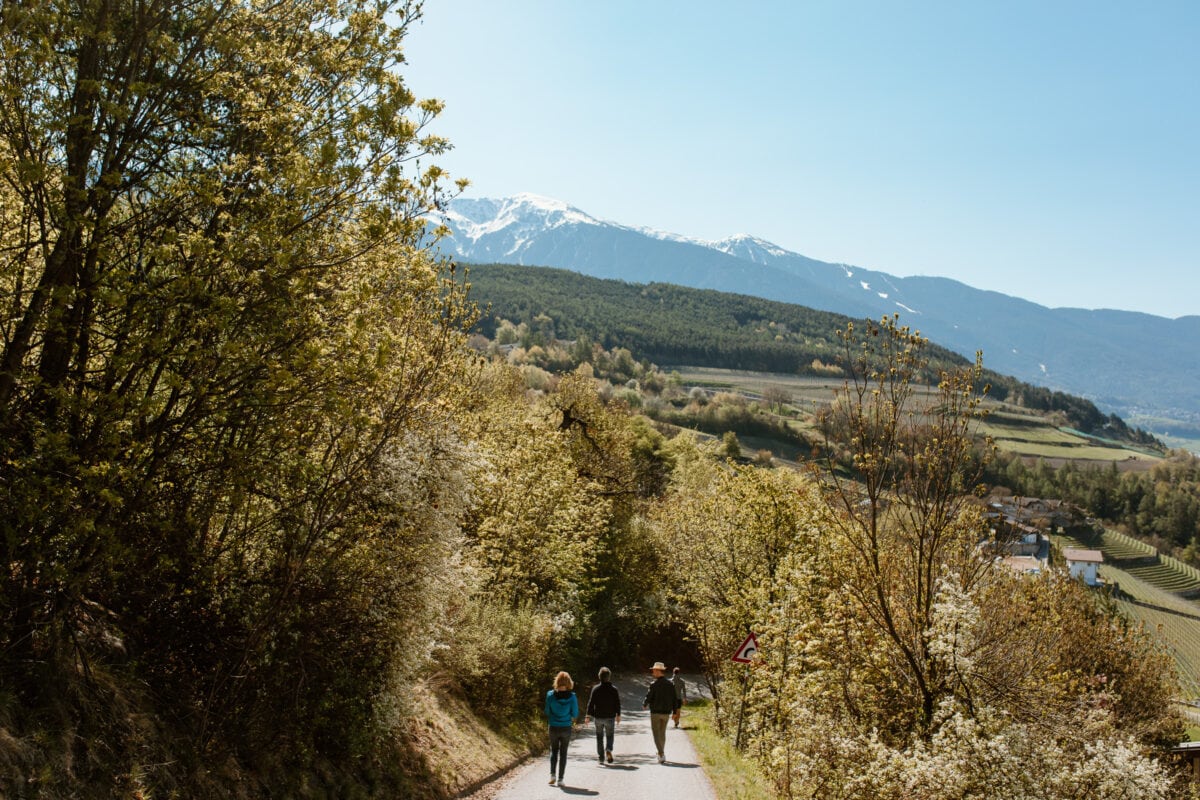 Weinberg im Eisacktal mit schneebedeckten Alpen