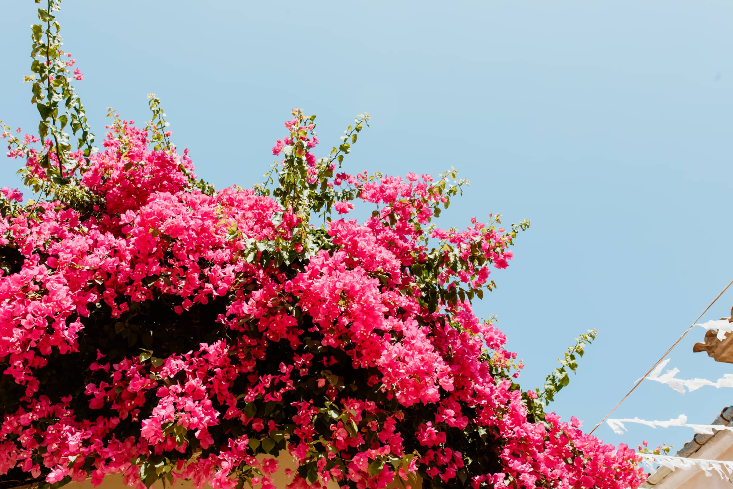 Bougainvillea auf Mallorca pinke Blüten