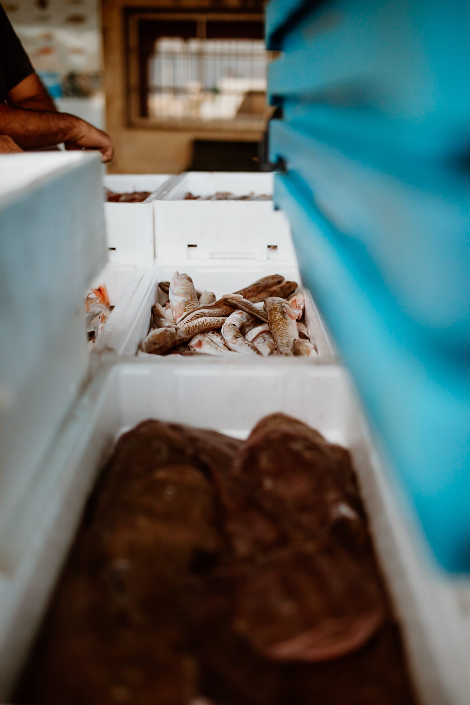 Fische in Kisten im Hafen von Cambrils zum Verkauf