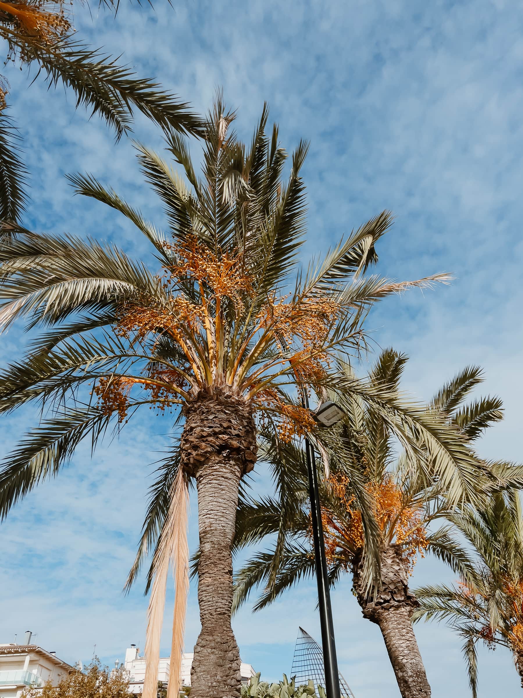 Palmen an der Strandpromenade von Cambrils