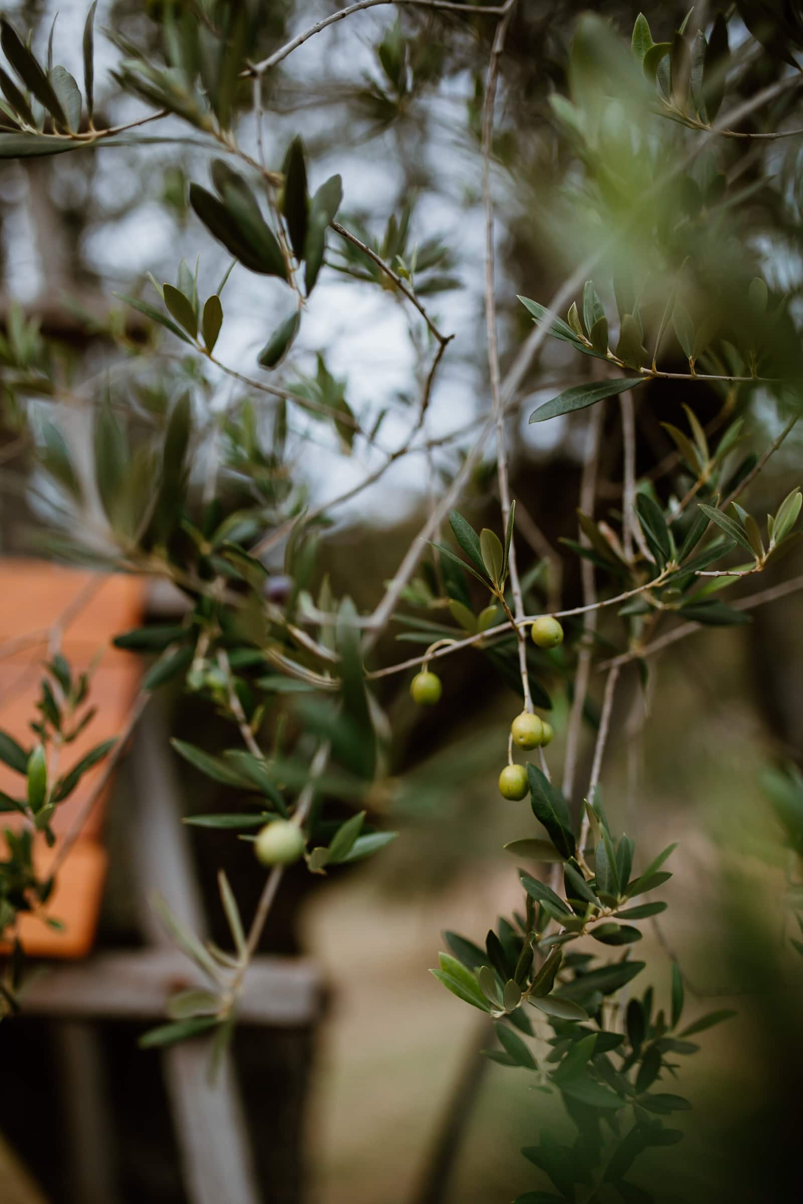 Oliven in Katalonien