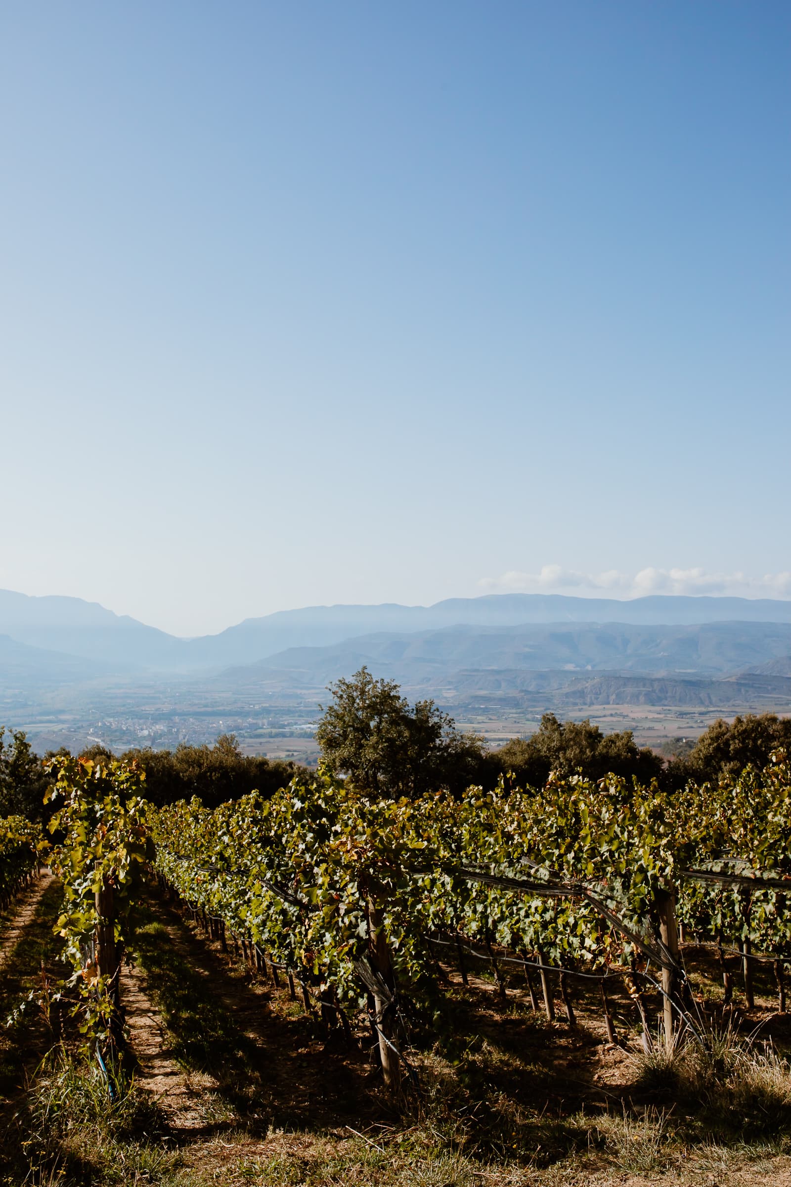 Castell d'Encus Weinanbau in Katalonien