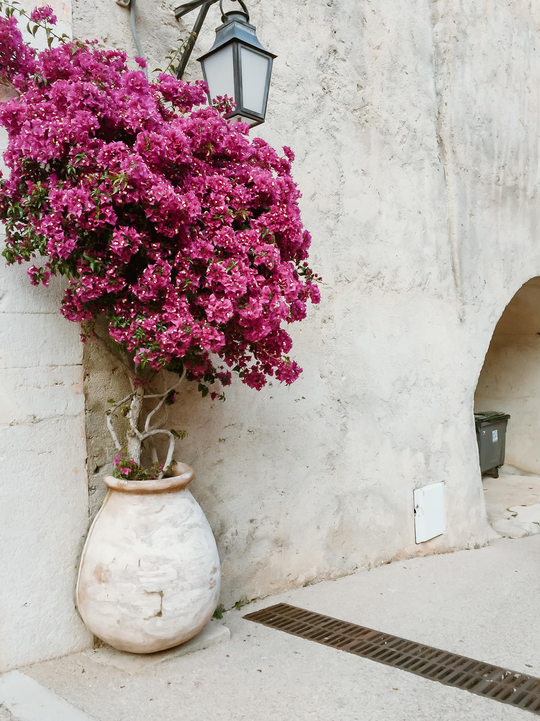 Bougainvillea an weißer Wand Villefranche Sur mer Sehenswürdigkeiten