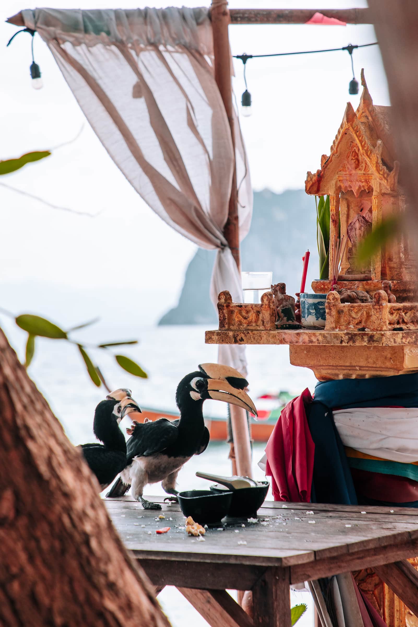 Nashornvögel auf Koh Ngai