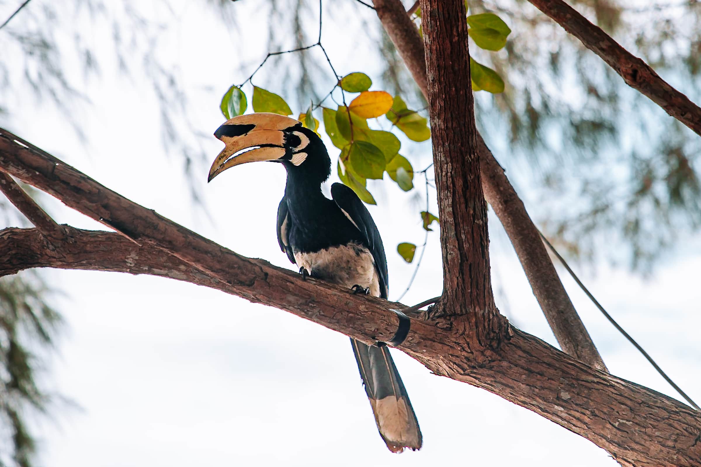 Nashornvogel in Thailand auf Baum