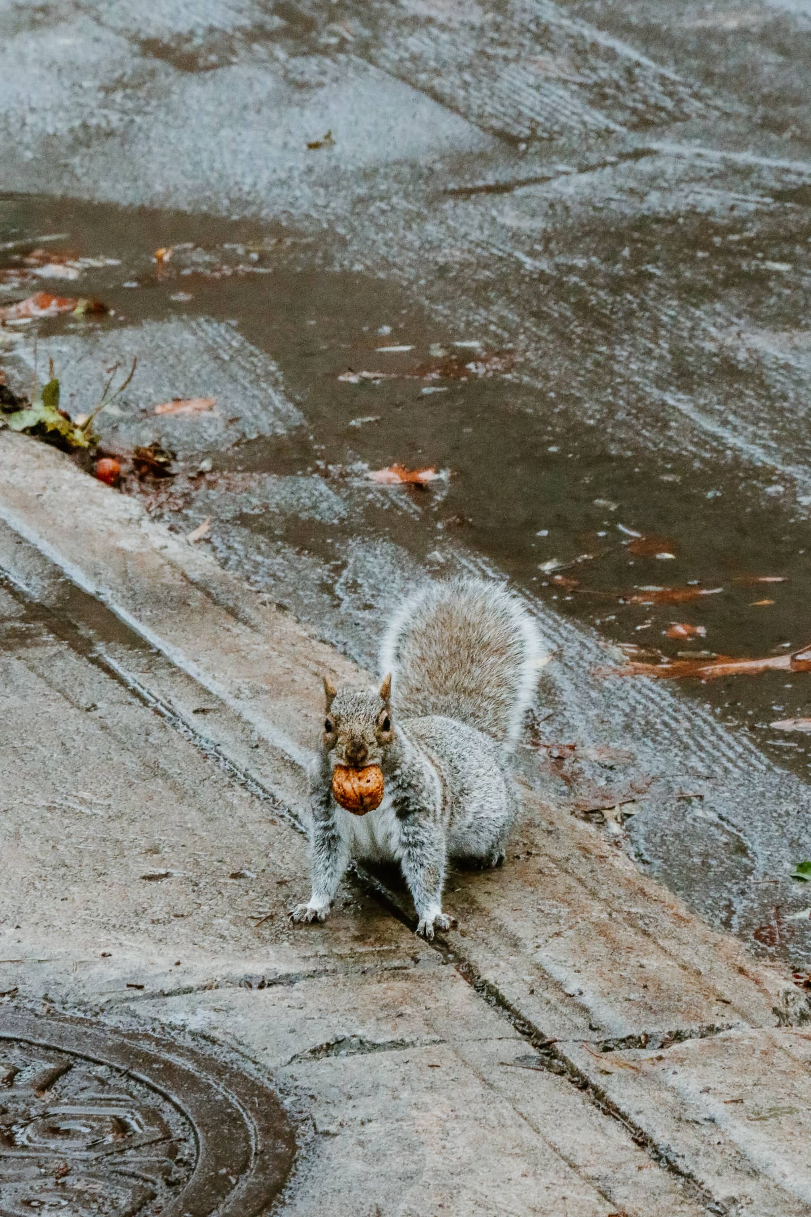 Montreal Sehenswürdigkeiten Eichhörnchen mit Nuss