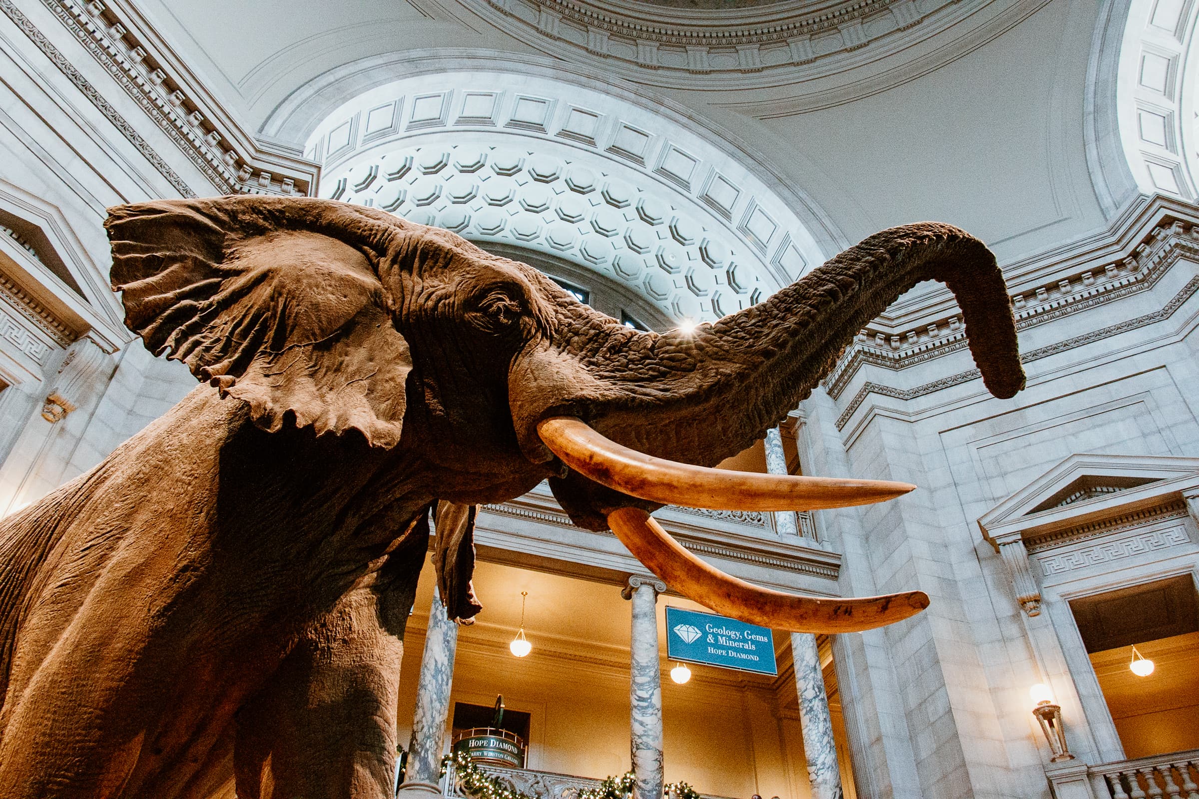 national museum of natural history washington dc