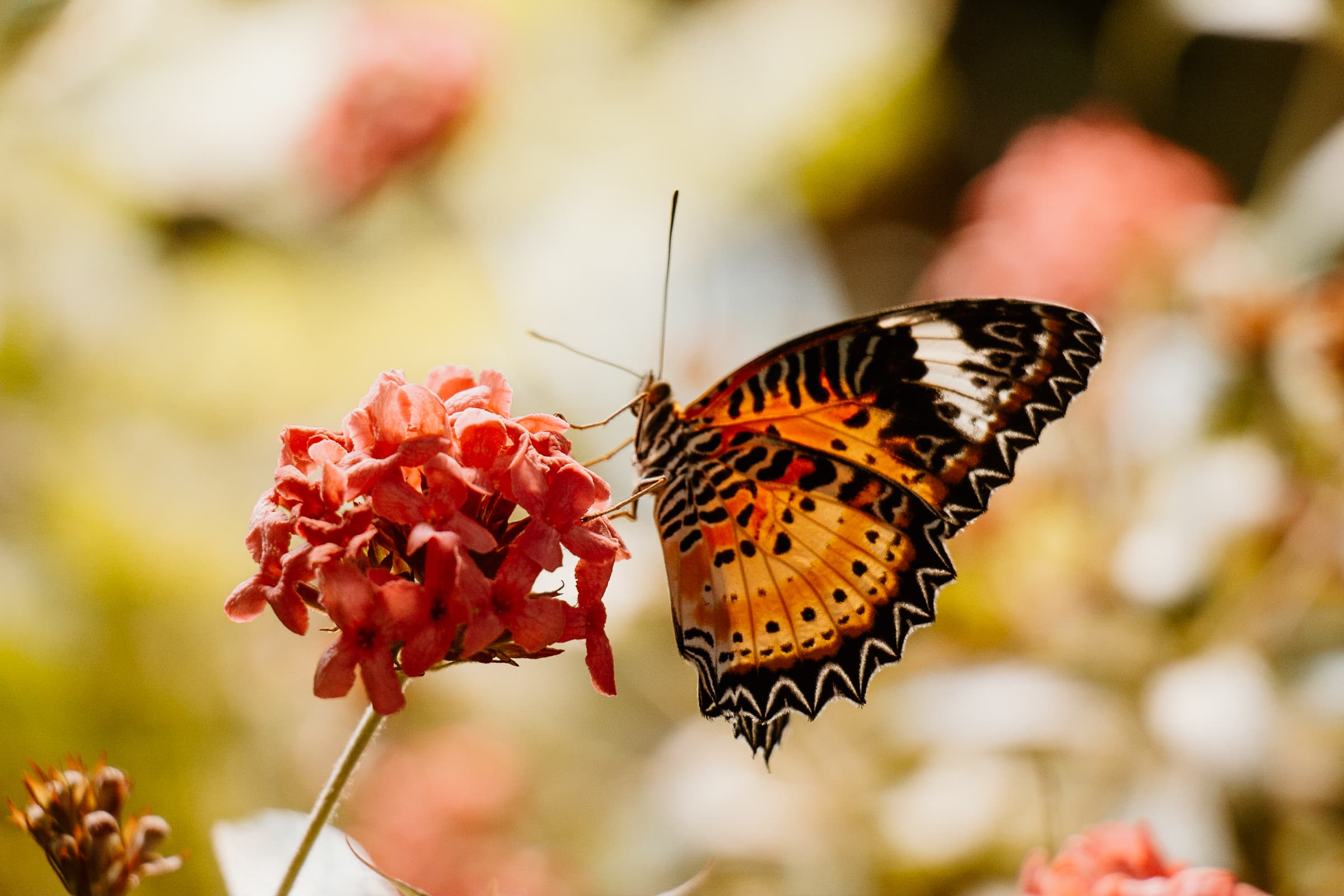 butterfly garden smithsonian