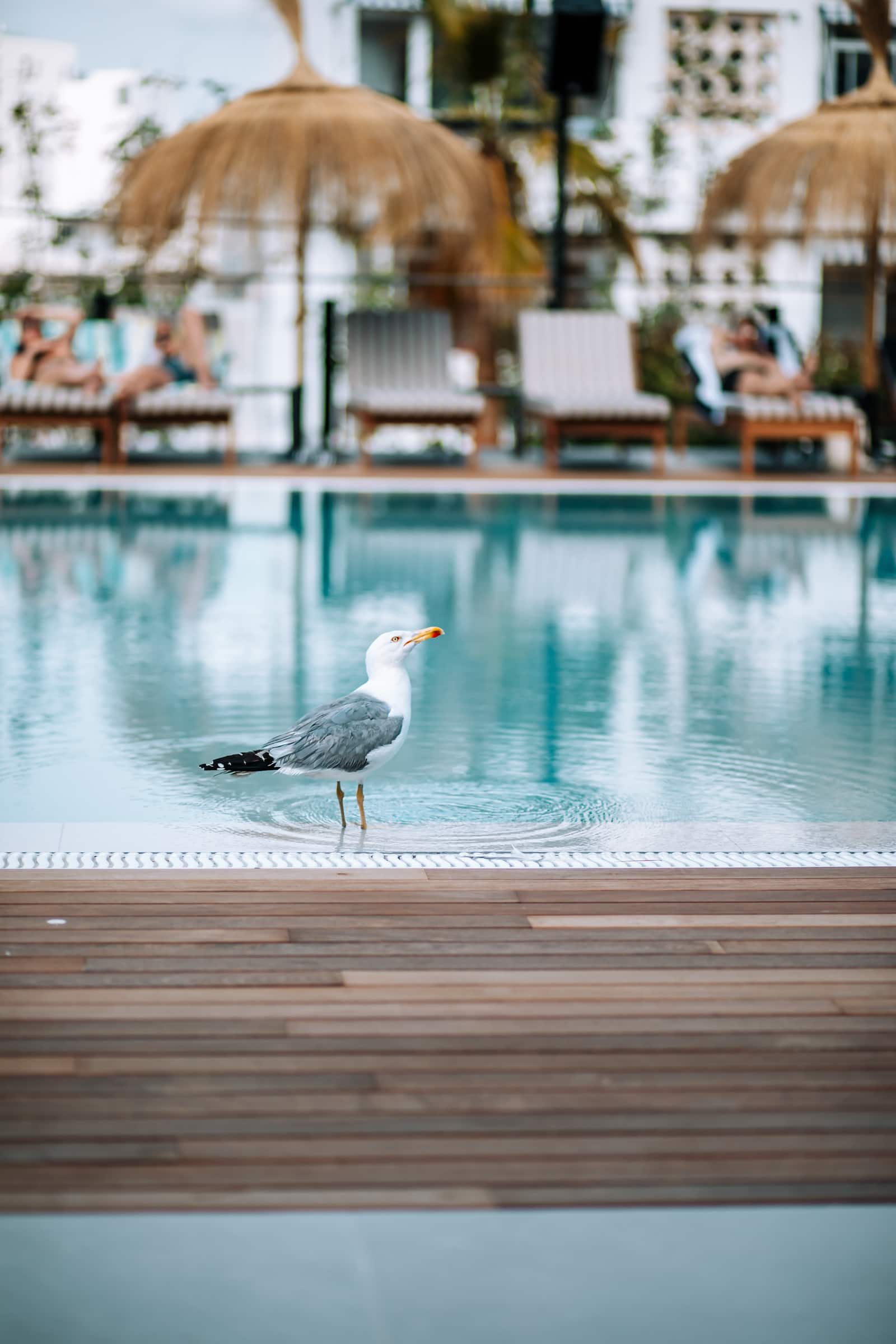 Möwe am Pool vom Cook's Club Calvià Beach auf Mallorca
