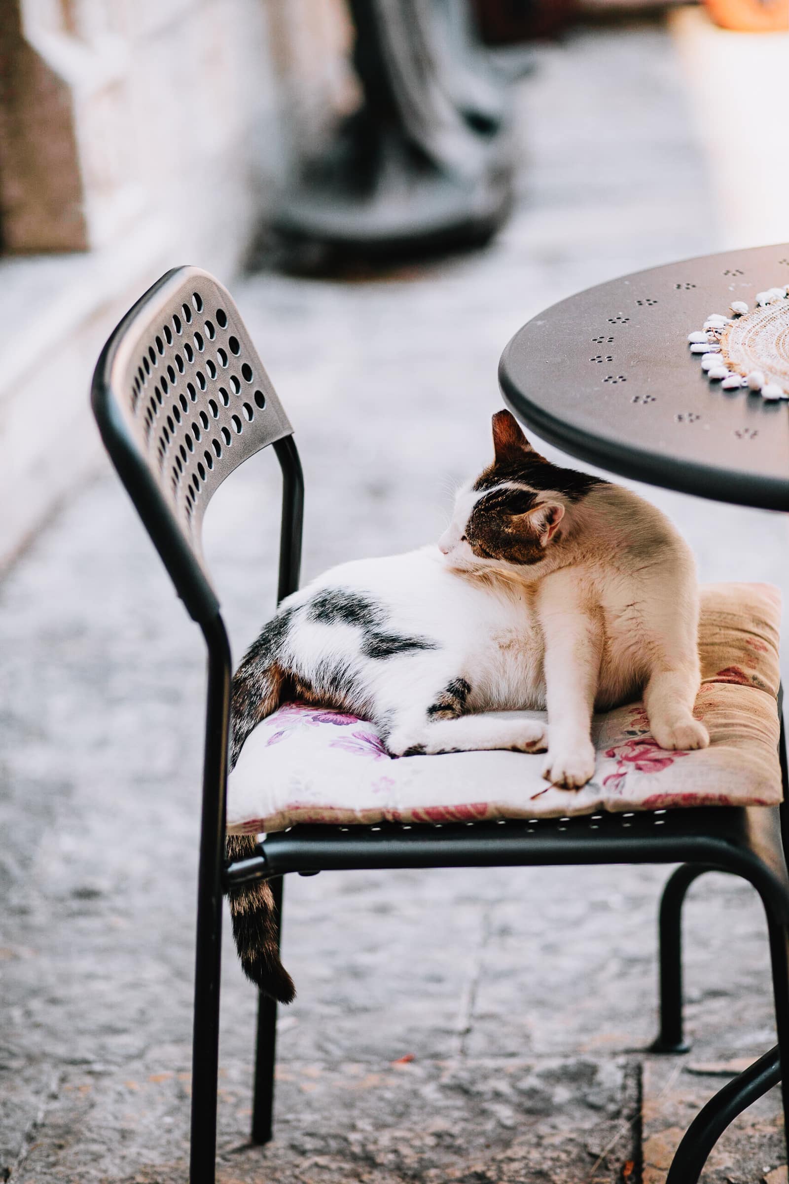 Katze entspannt auf einem Stuhl im Freien.