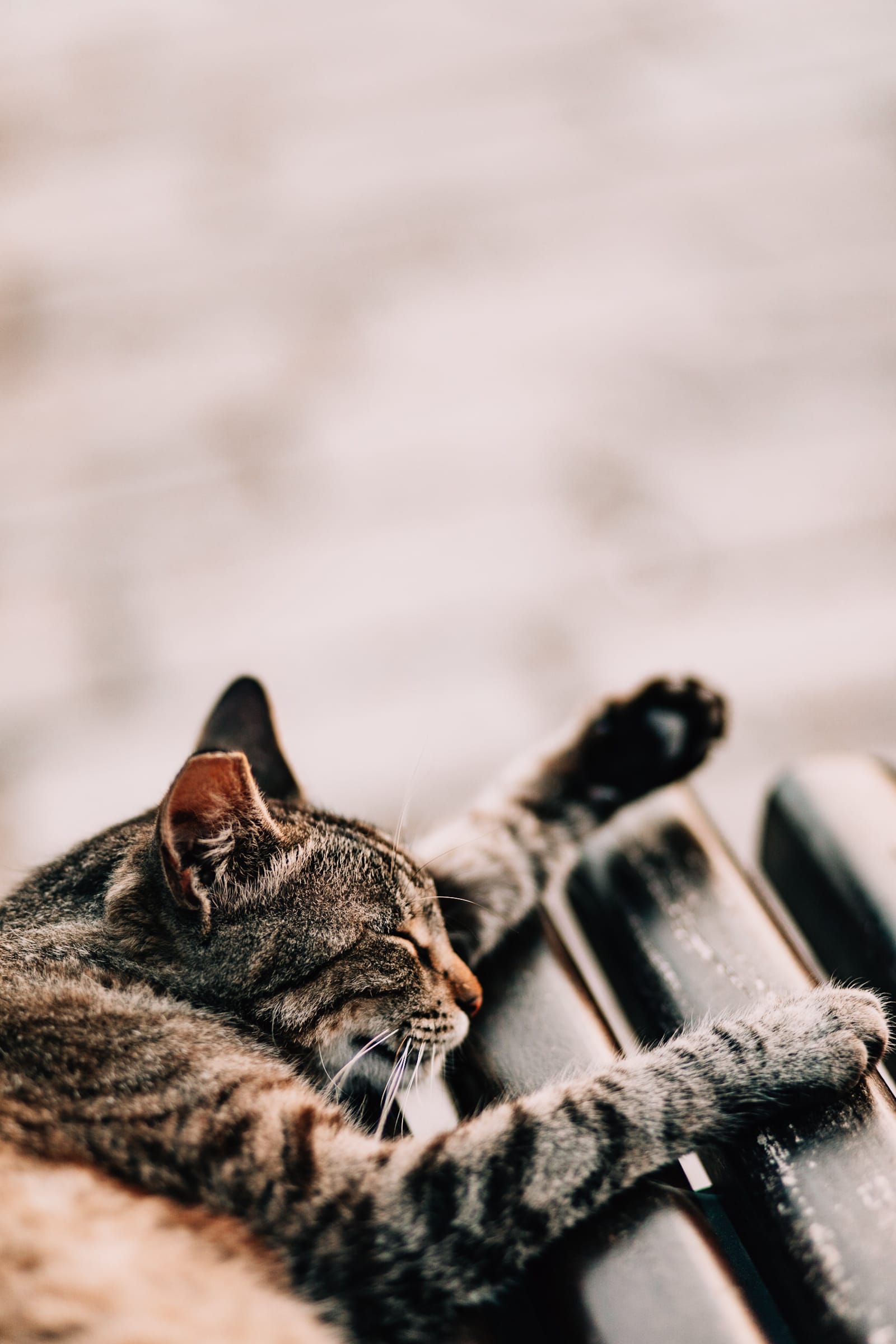 Entspannte Katze schläft auf Parkbank.