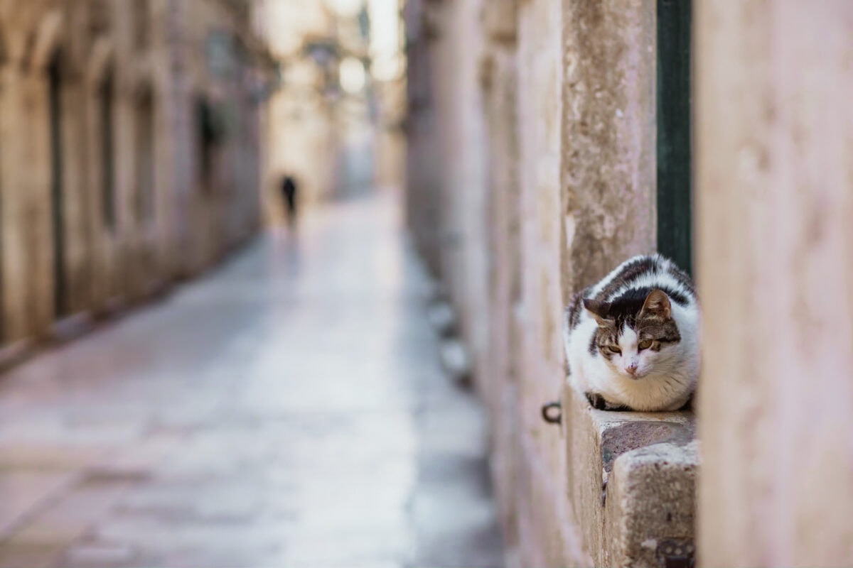 Katze ruht auf Steinmauer in Gasse.