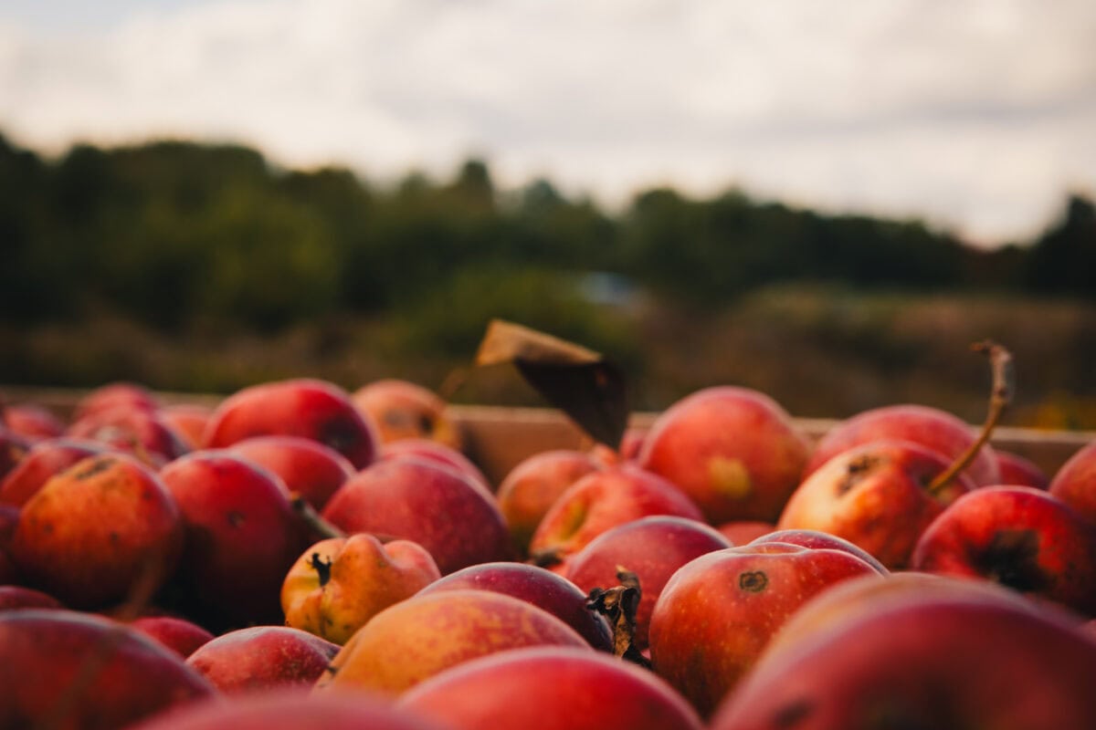 Rote Äpfel in einer Holzkiste auf dem Feld
