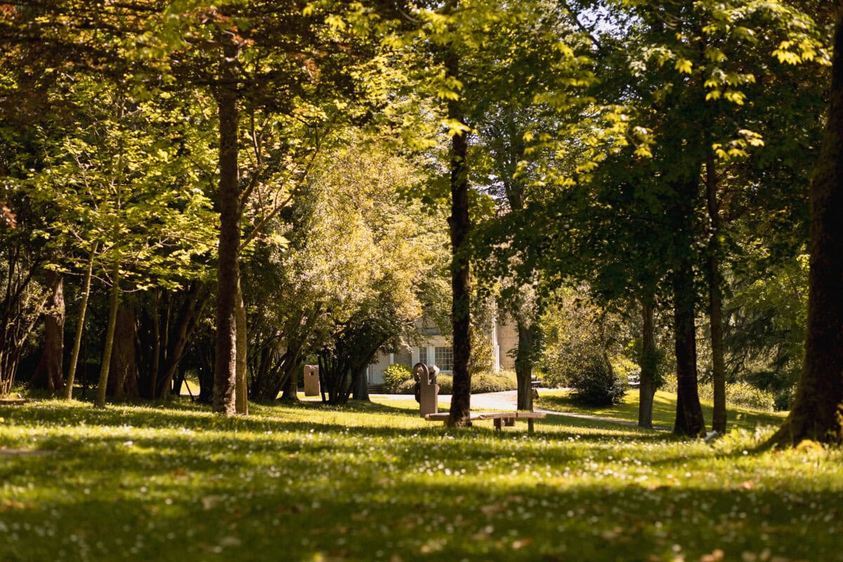 Ruhiger Park mit Bäumen und Sonnenschein.