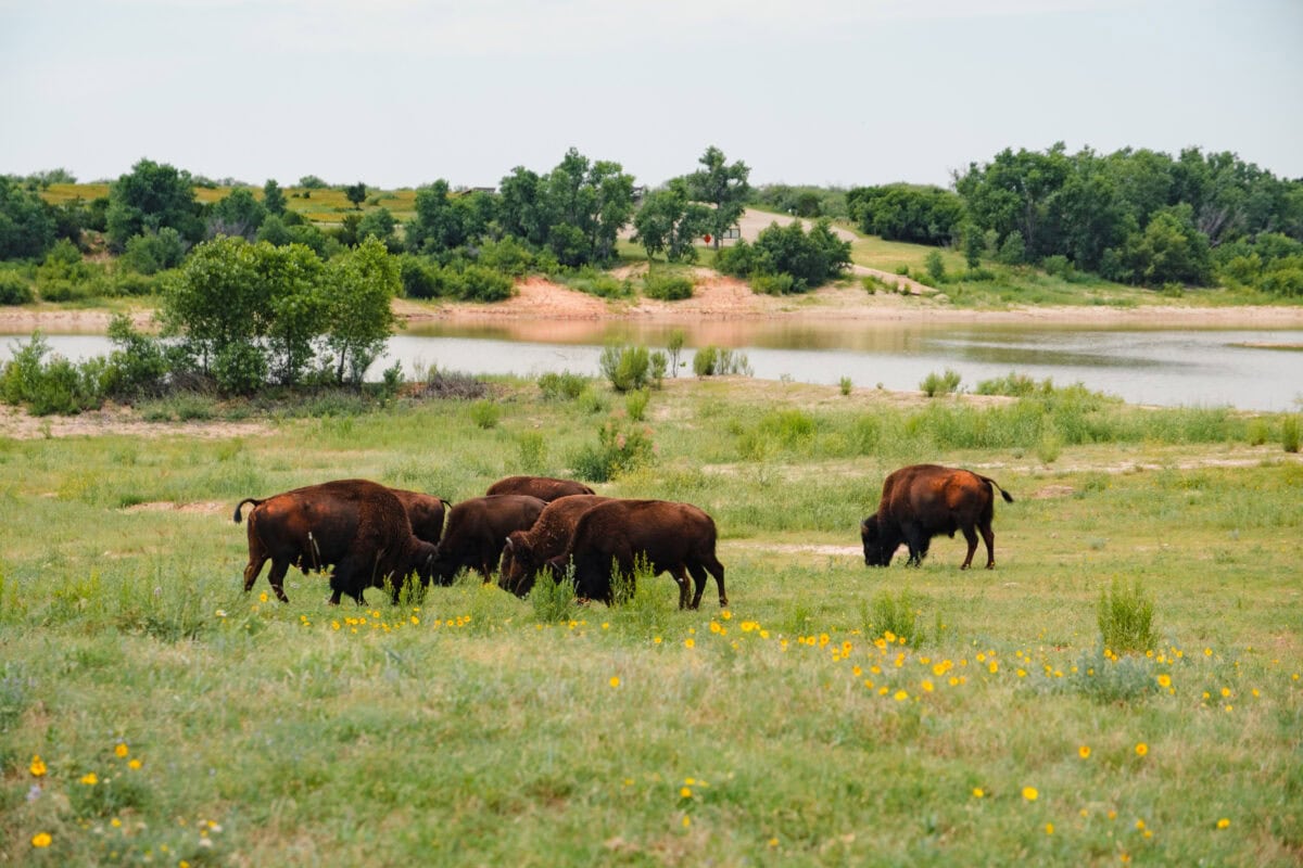 Bisons weiden auf einer Wiese am Flussufer.