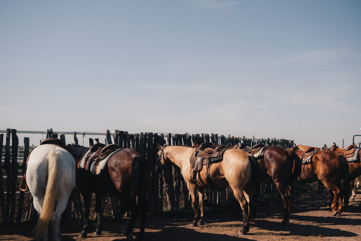 Mehrere gesattelte Pferde am Zaun unter klarem Himmel.