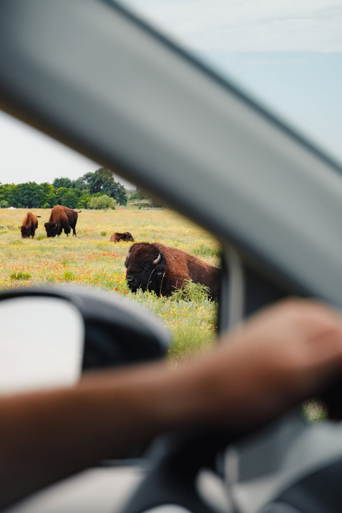 Bisons grasen auf einer Wiese, durch Autofenster gesehen.