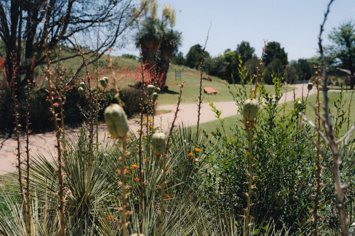 Weg durch blühenden Garten im Sommer