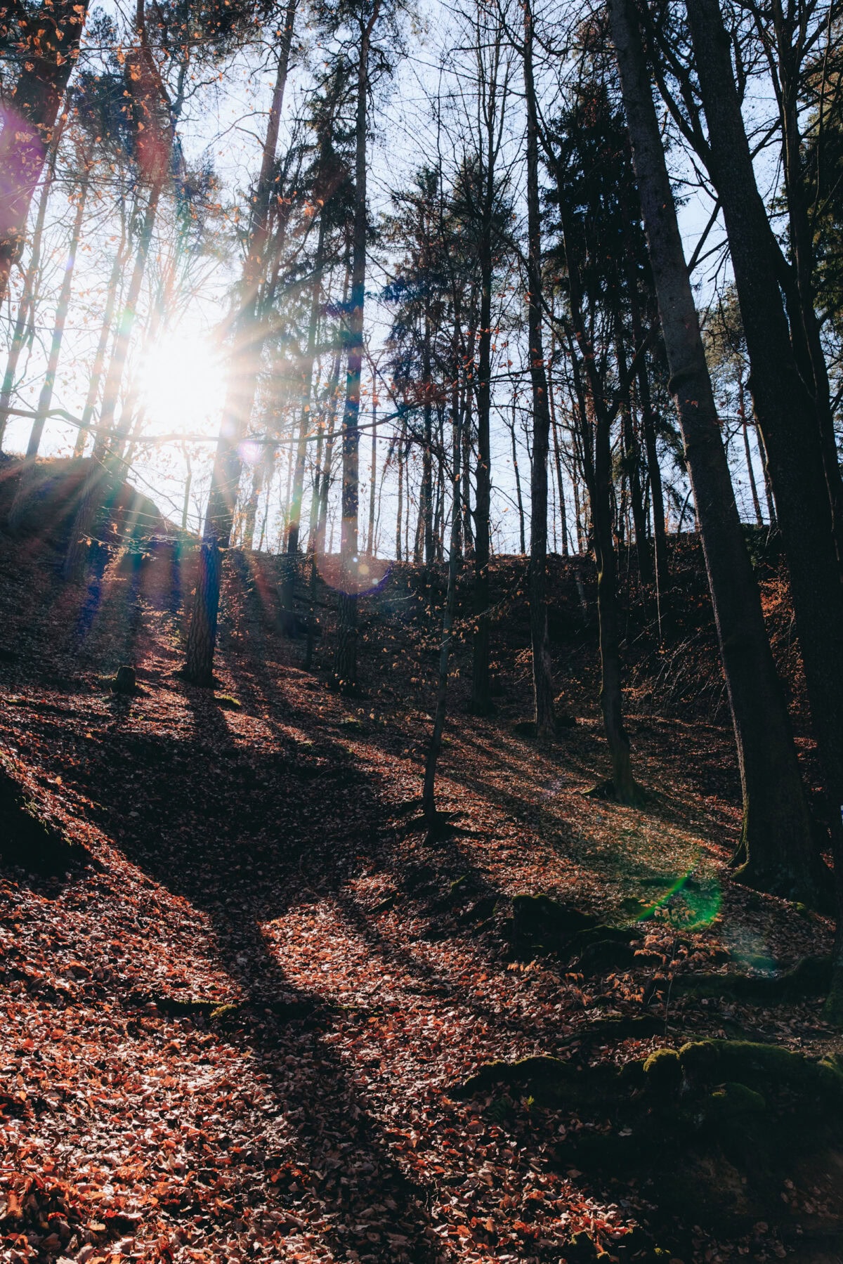 Sunlight in an autumnal forest with long shadows