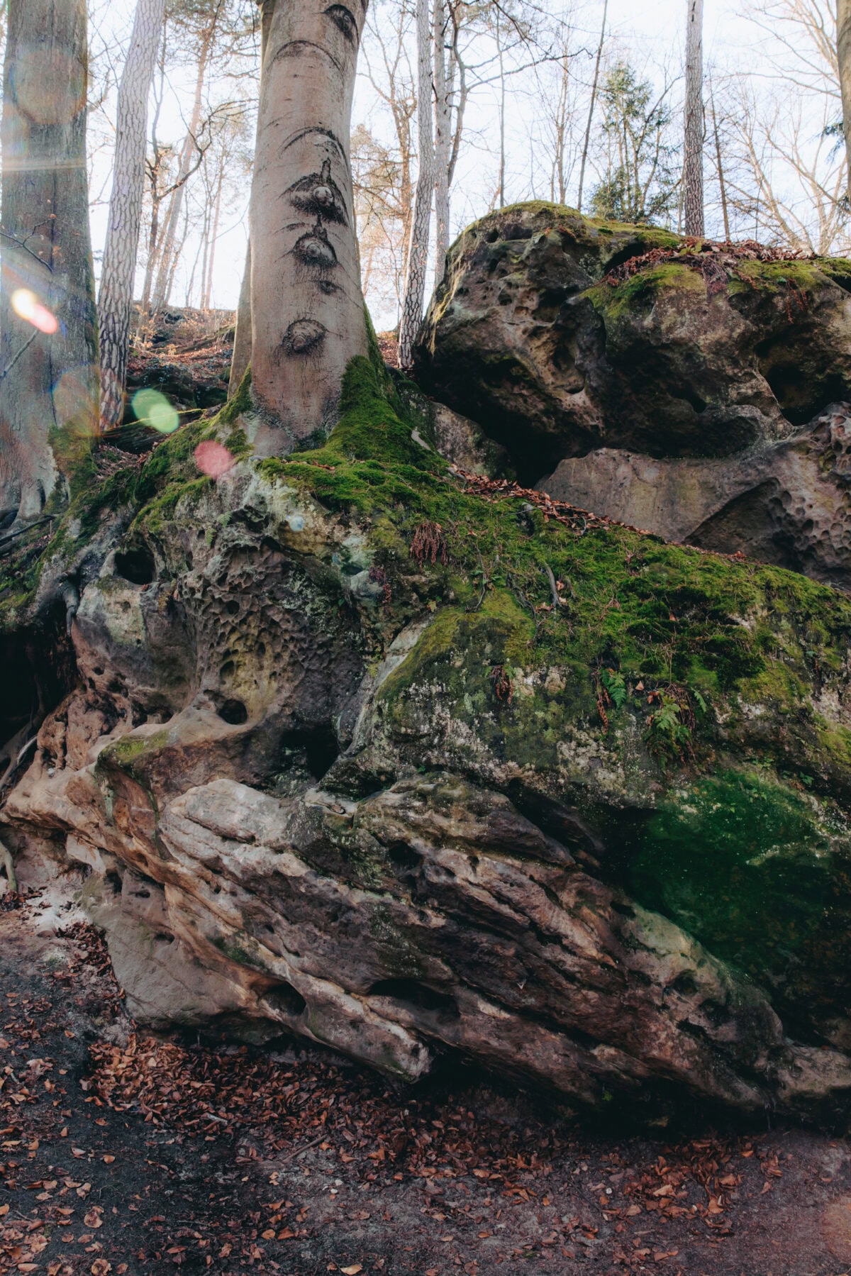 Moss-covered rock in the forest with tree