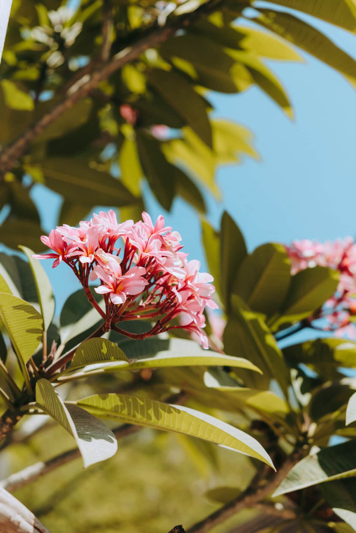 Rosa Frangipani-Blüten am Baum vor blauem Himmel