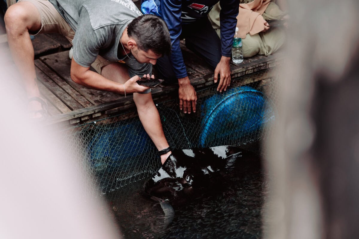 Mann fotografiert großen Rochen in einem Fischernetz